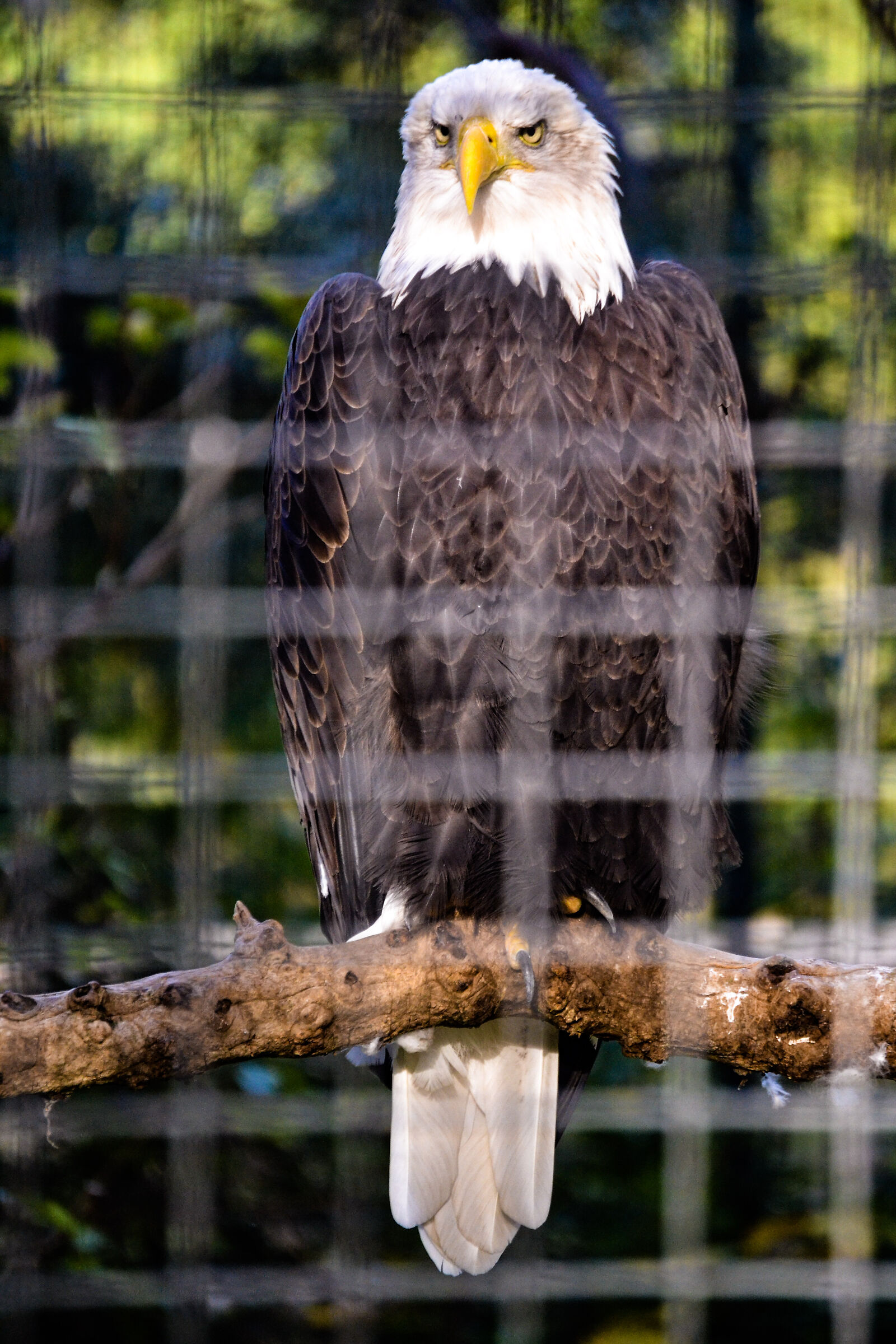 Careful Look - Zoologischer Garten