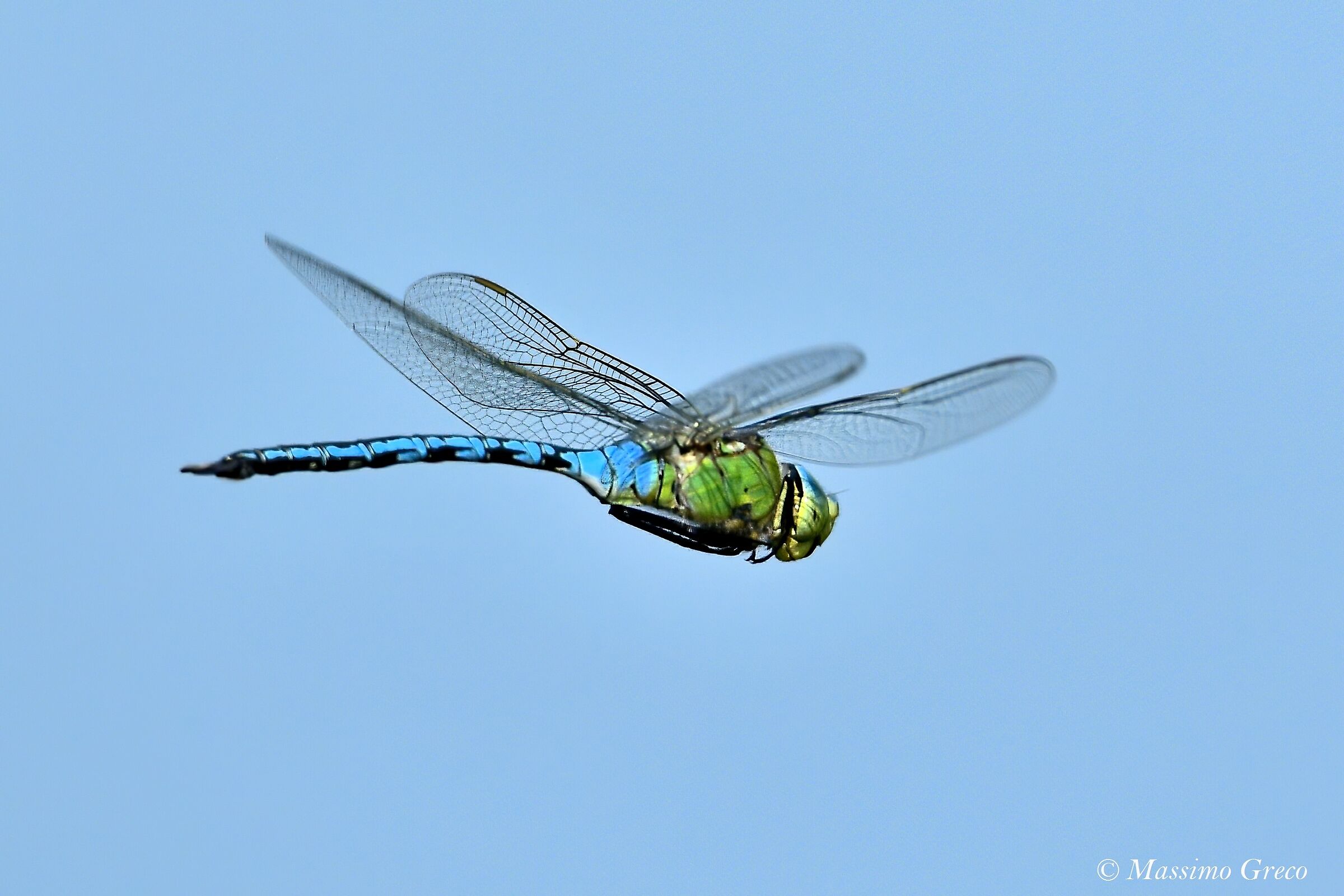 Anax imperator
