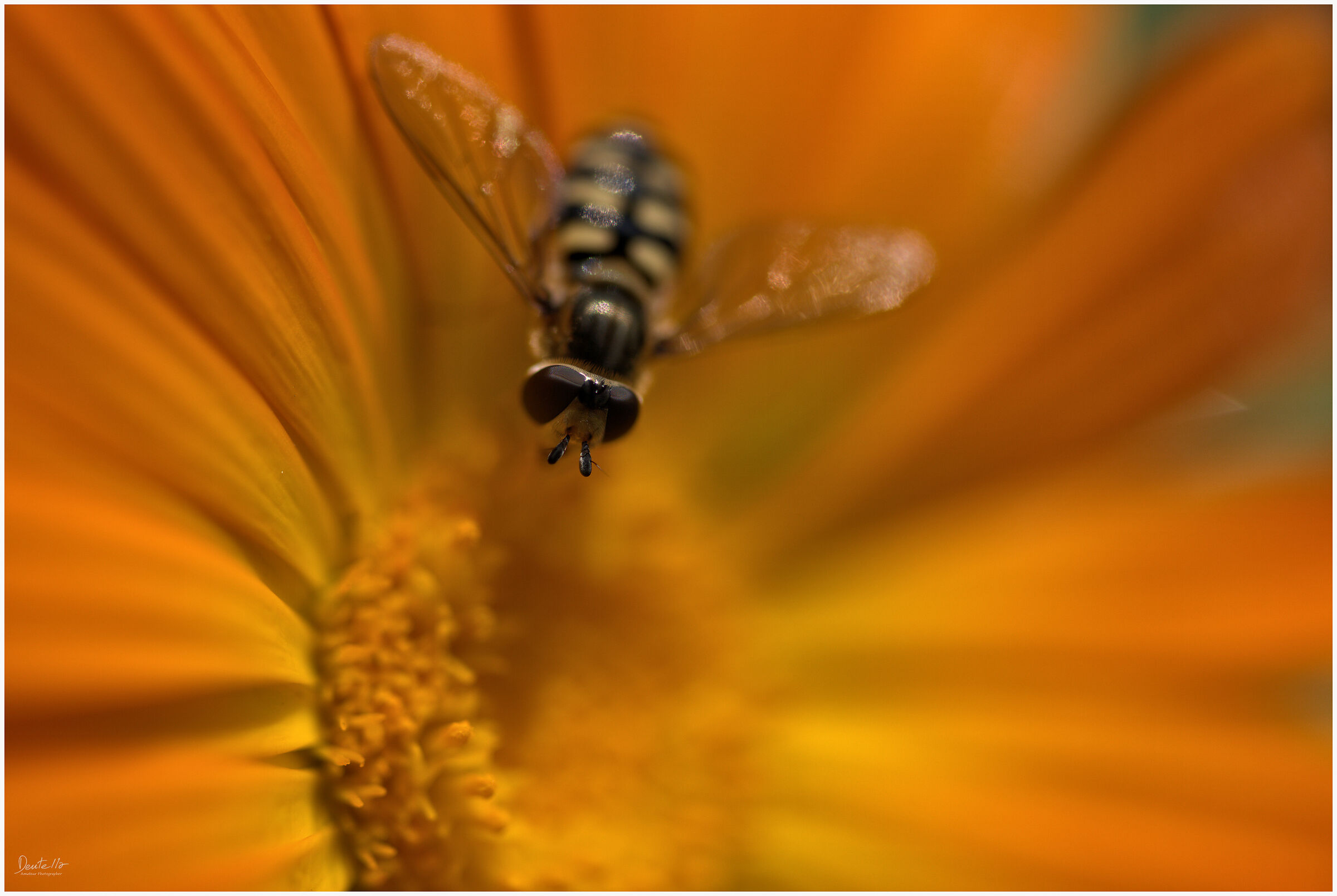 The first bee on my terrace