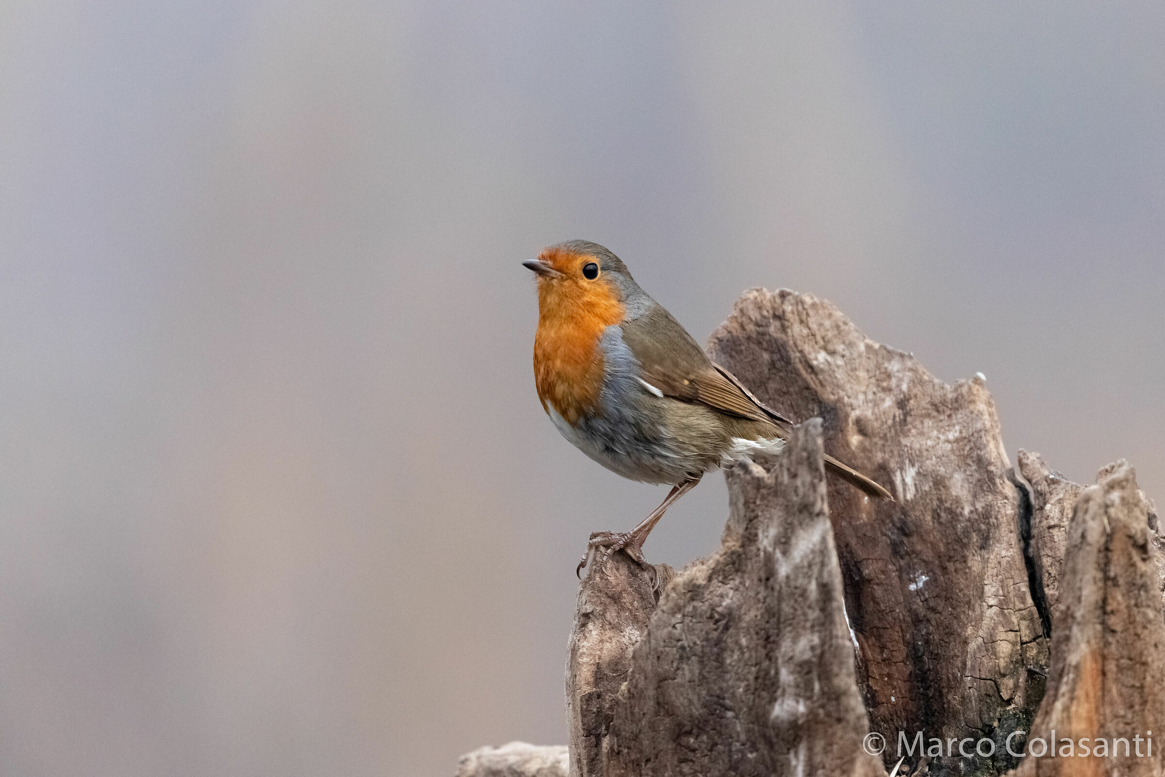 Pettirosso ...impettito