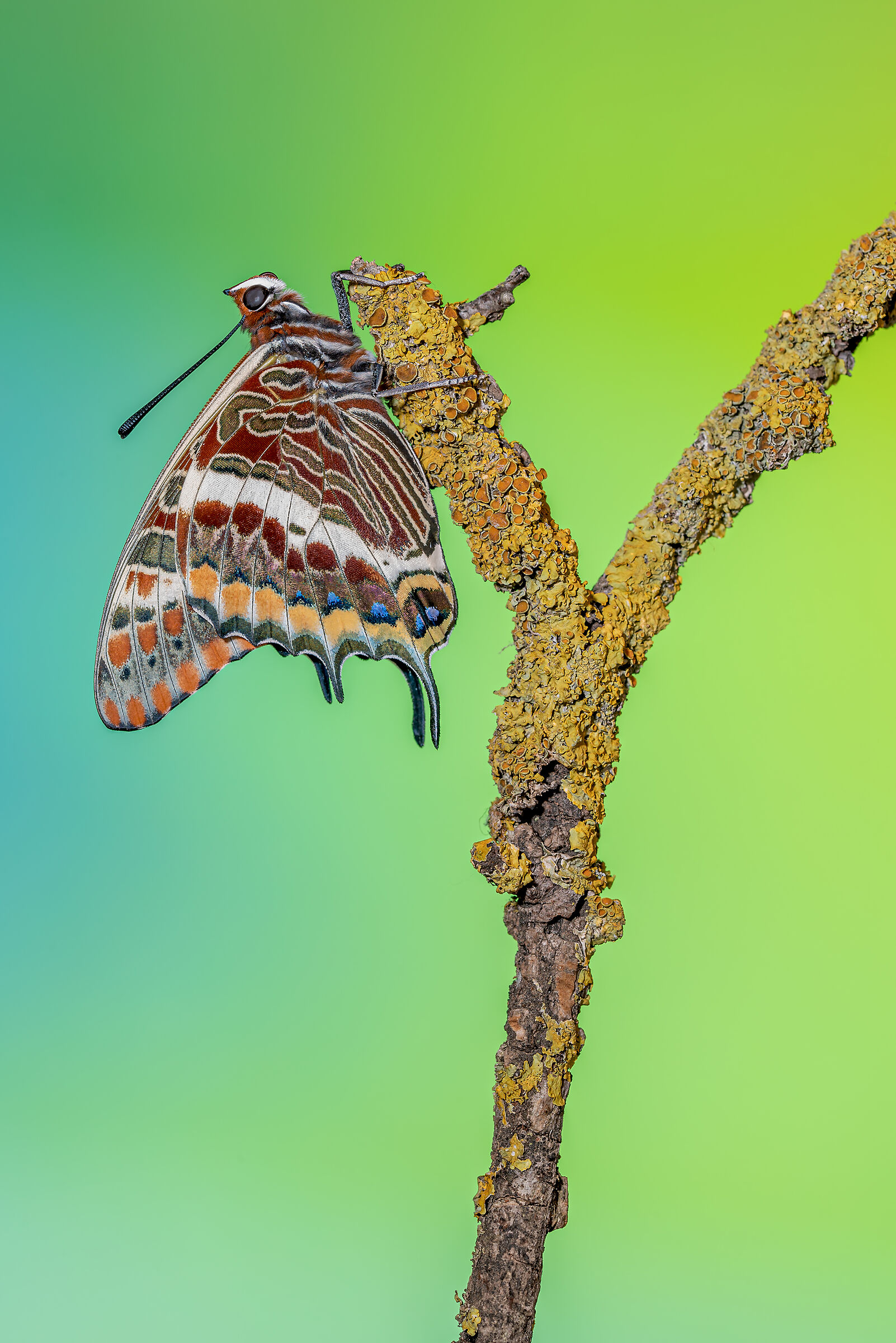 Charaxes jasus