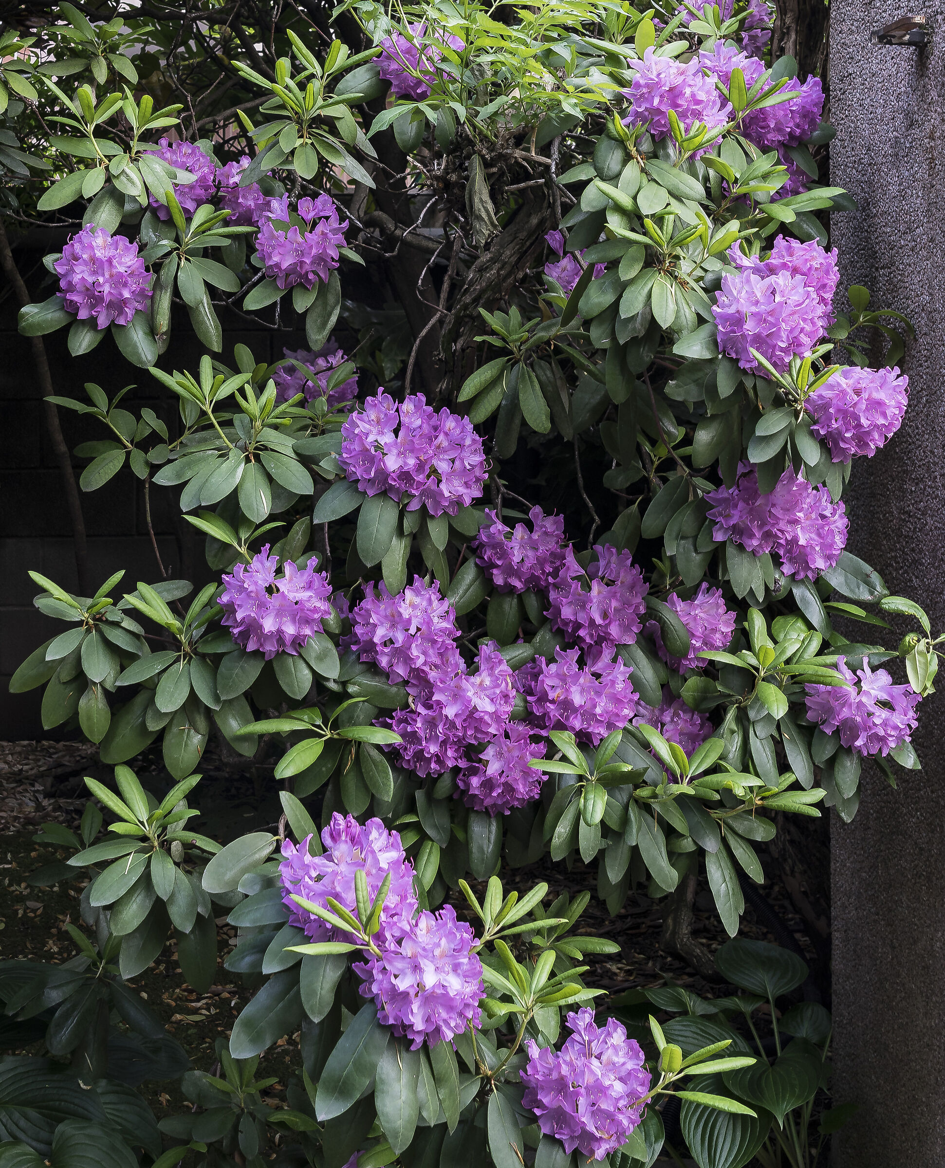 Rhododendron Catawbiense - 40