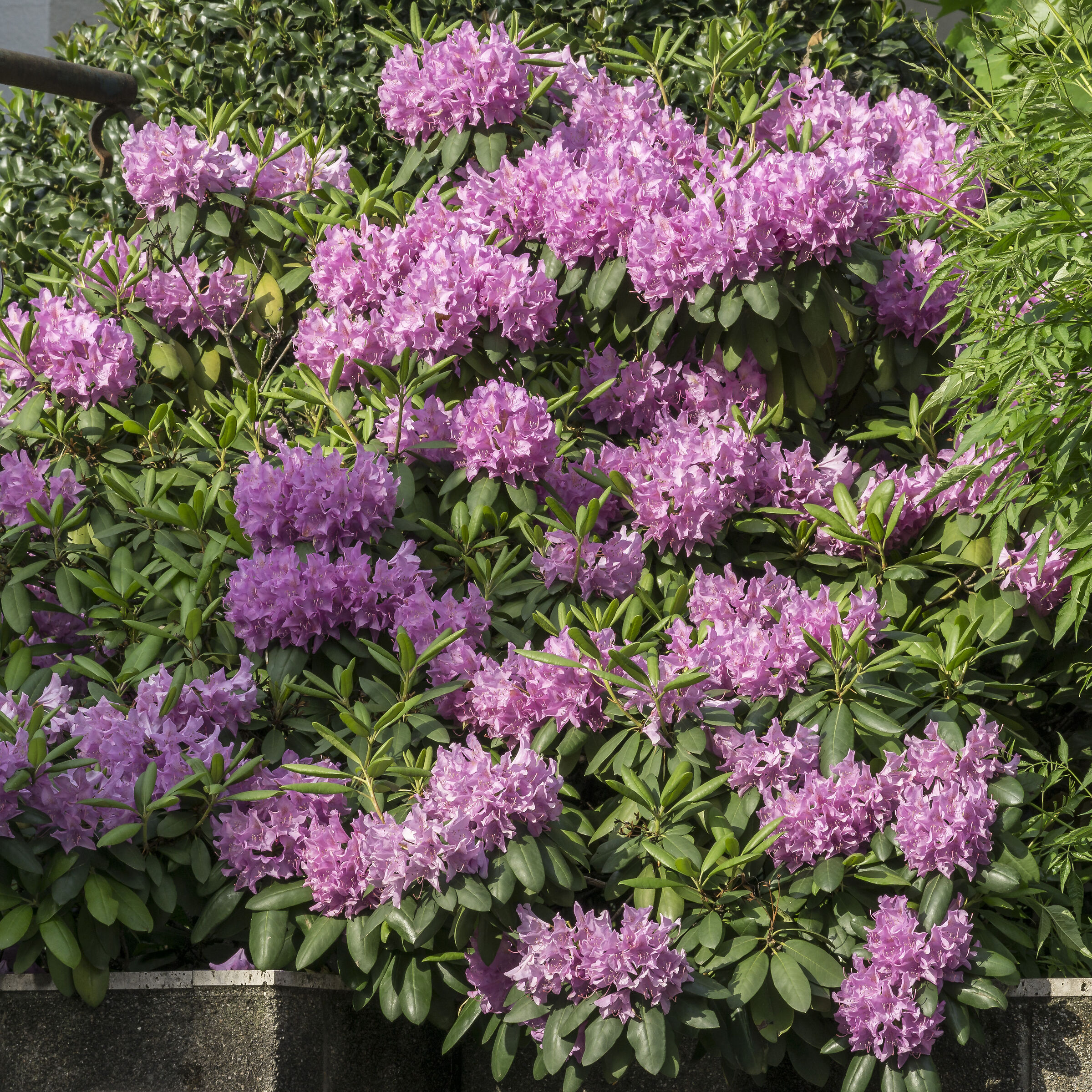 Rhododendron Catawbiense - 42