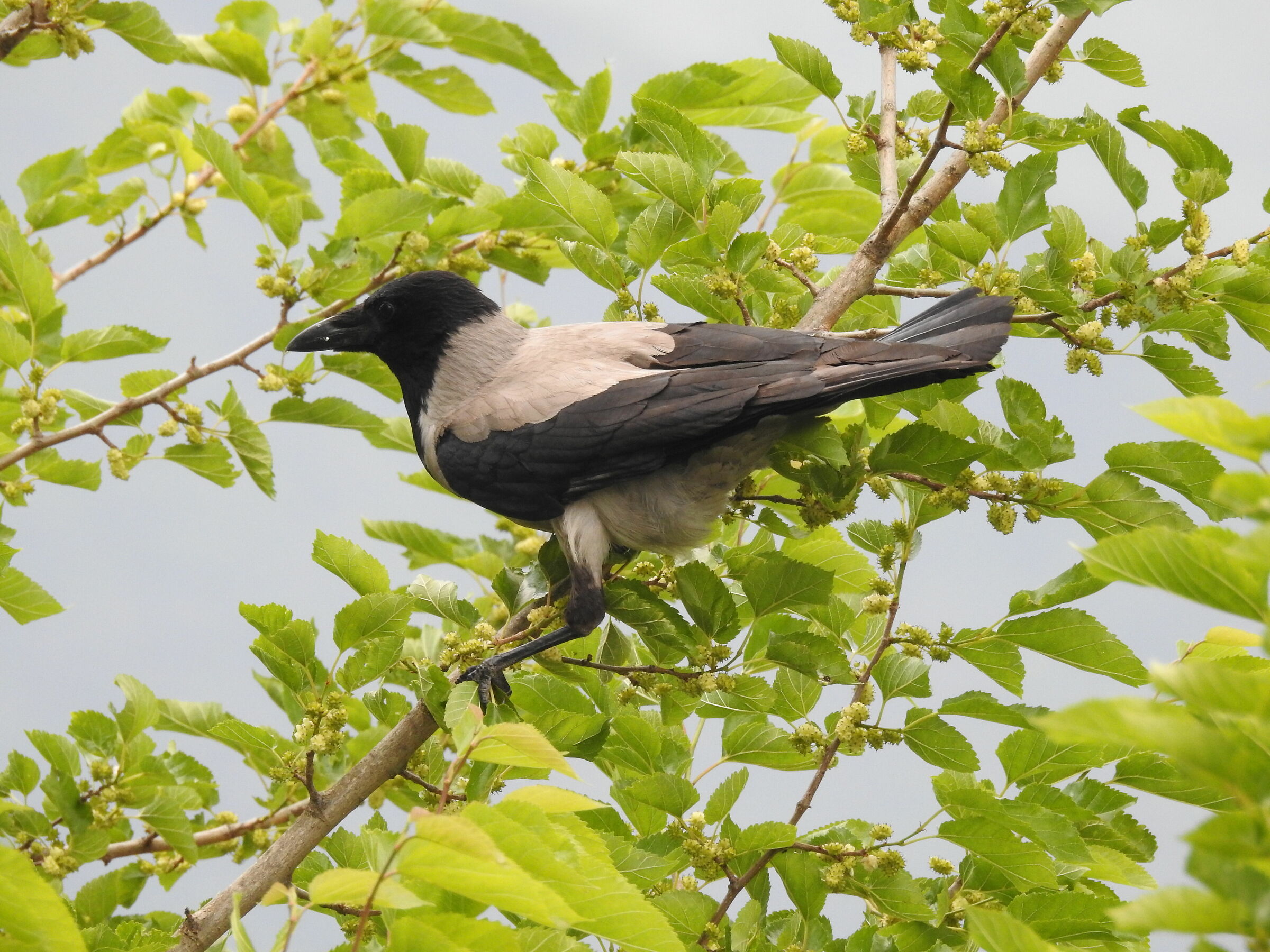 Corvus cornix (cornacchia grigia)