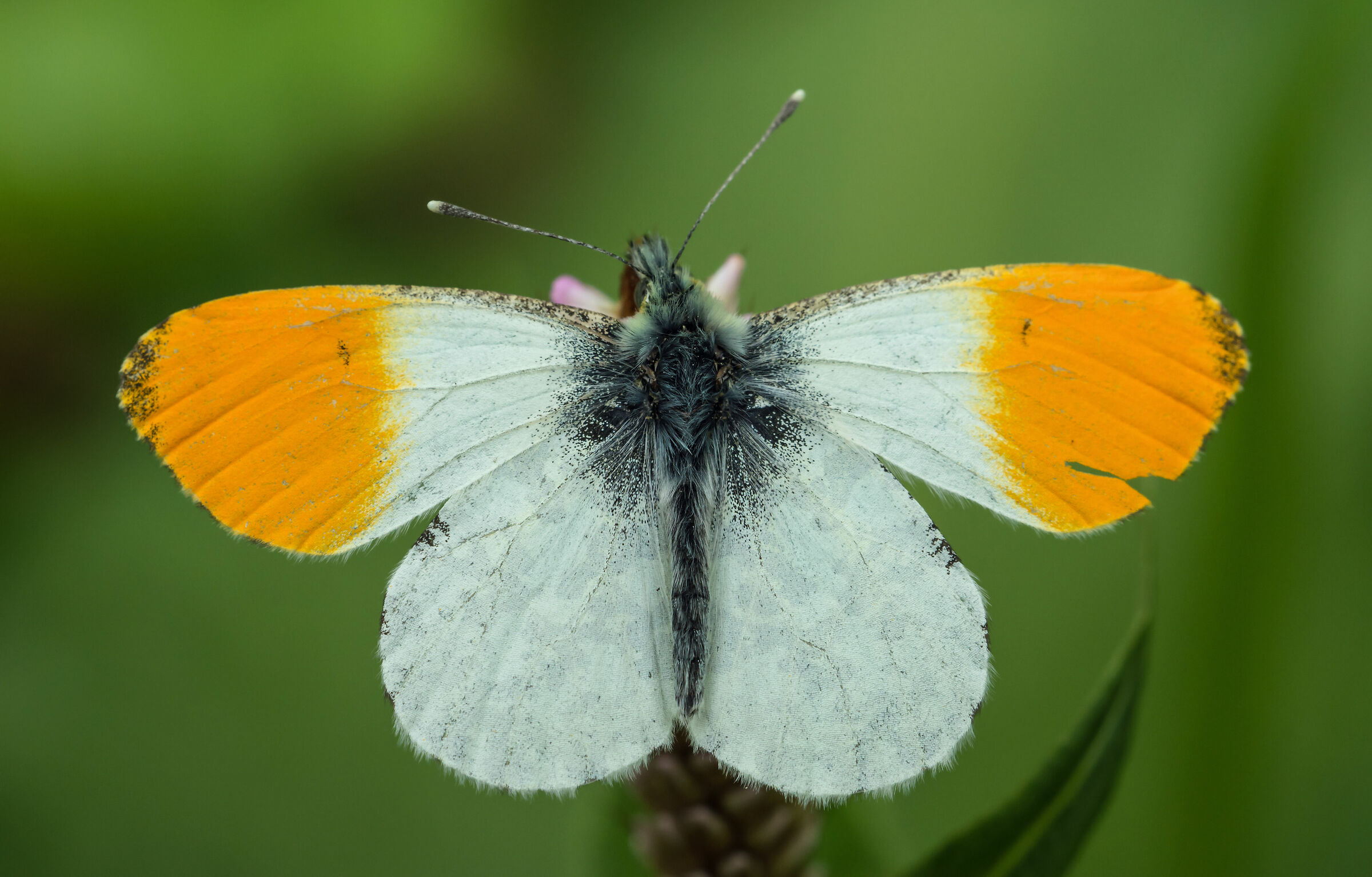Orange tip
