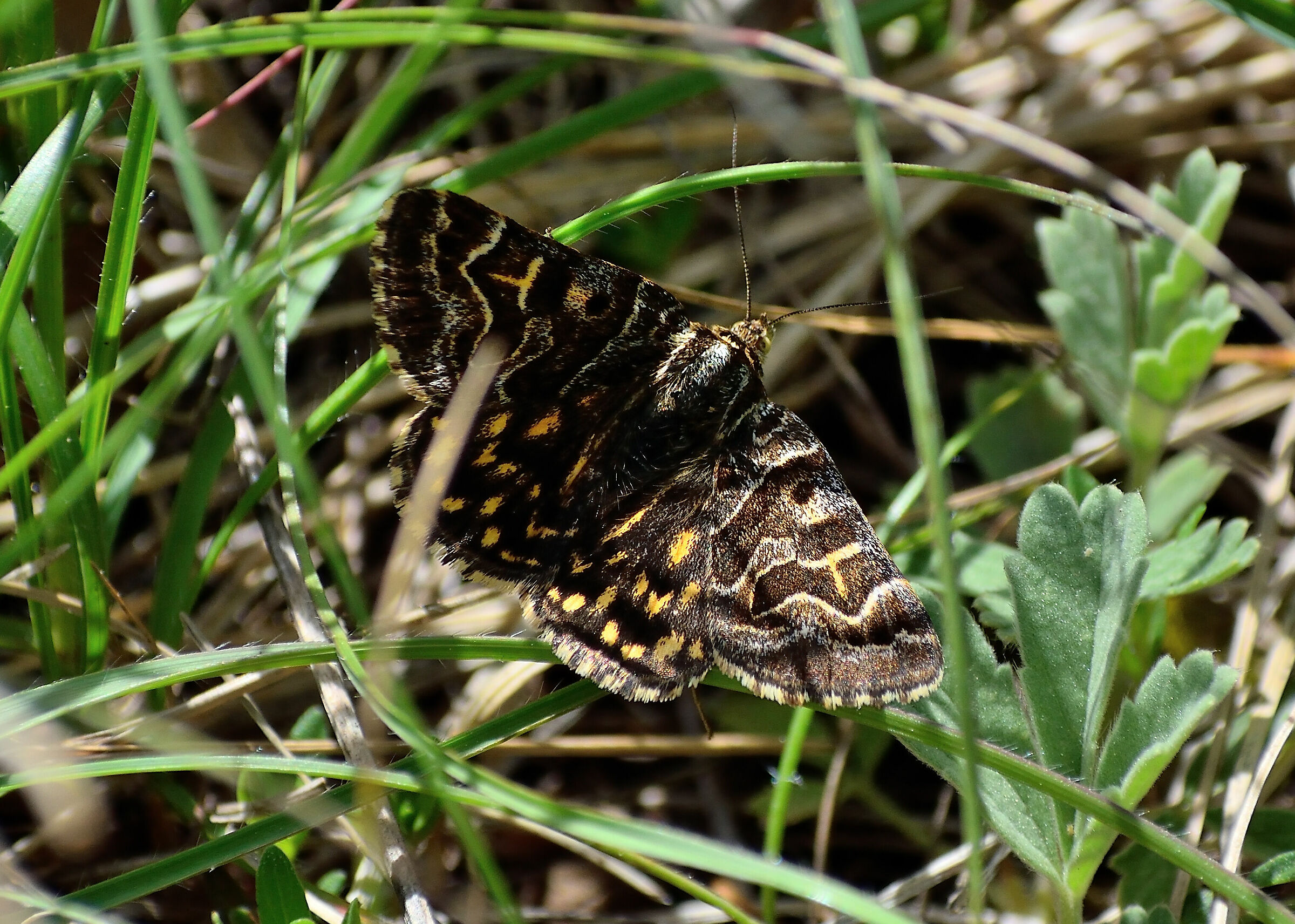 Butterfly 2