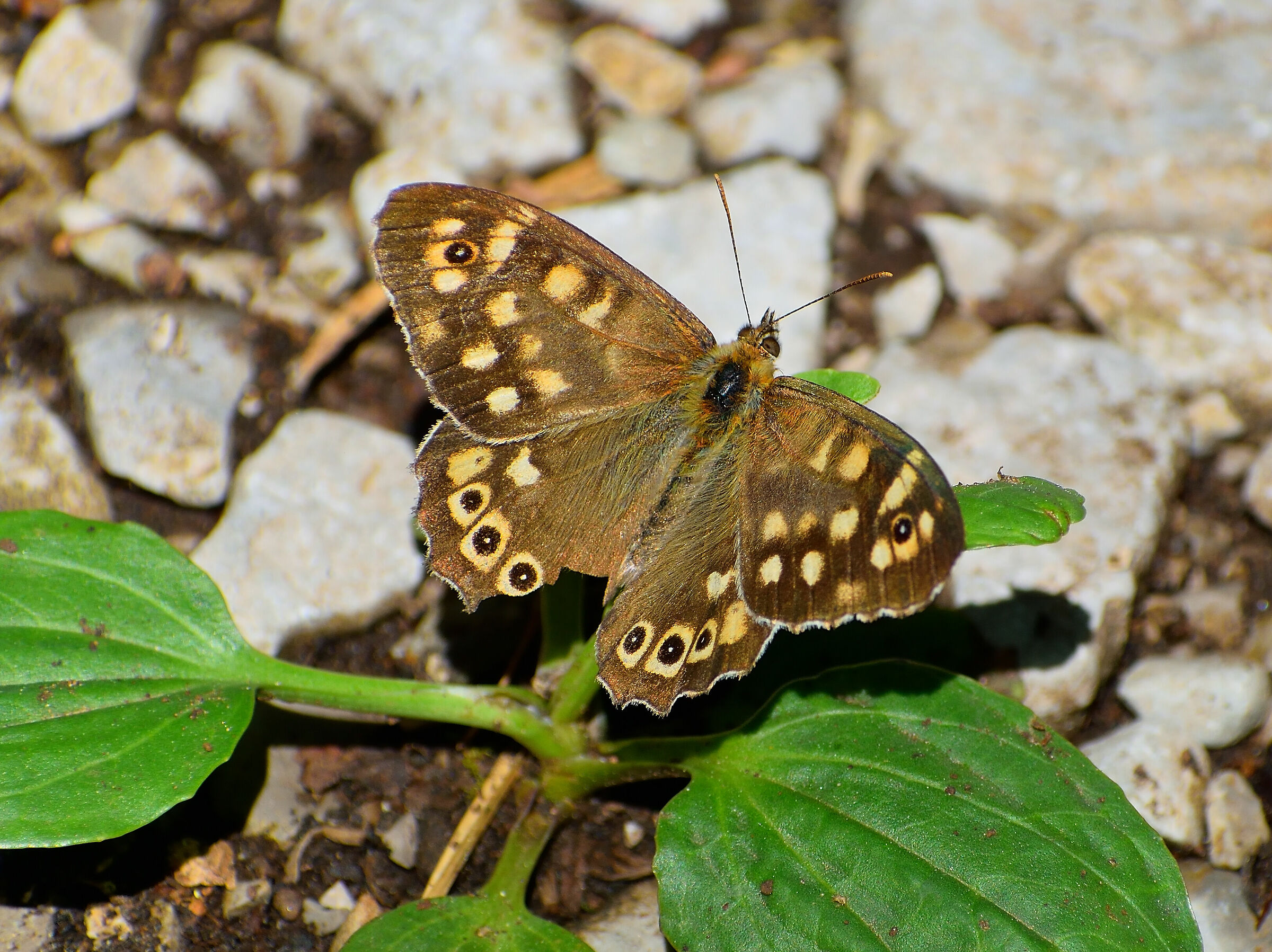 Butterfly 3
