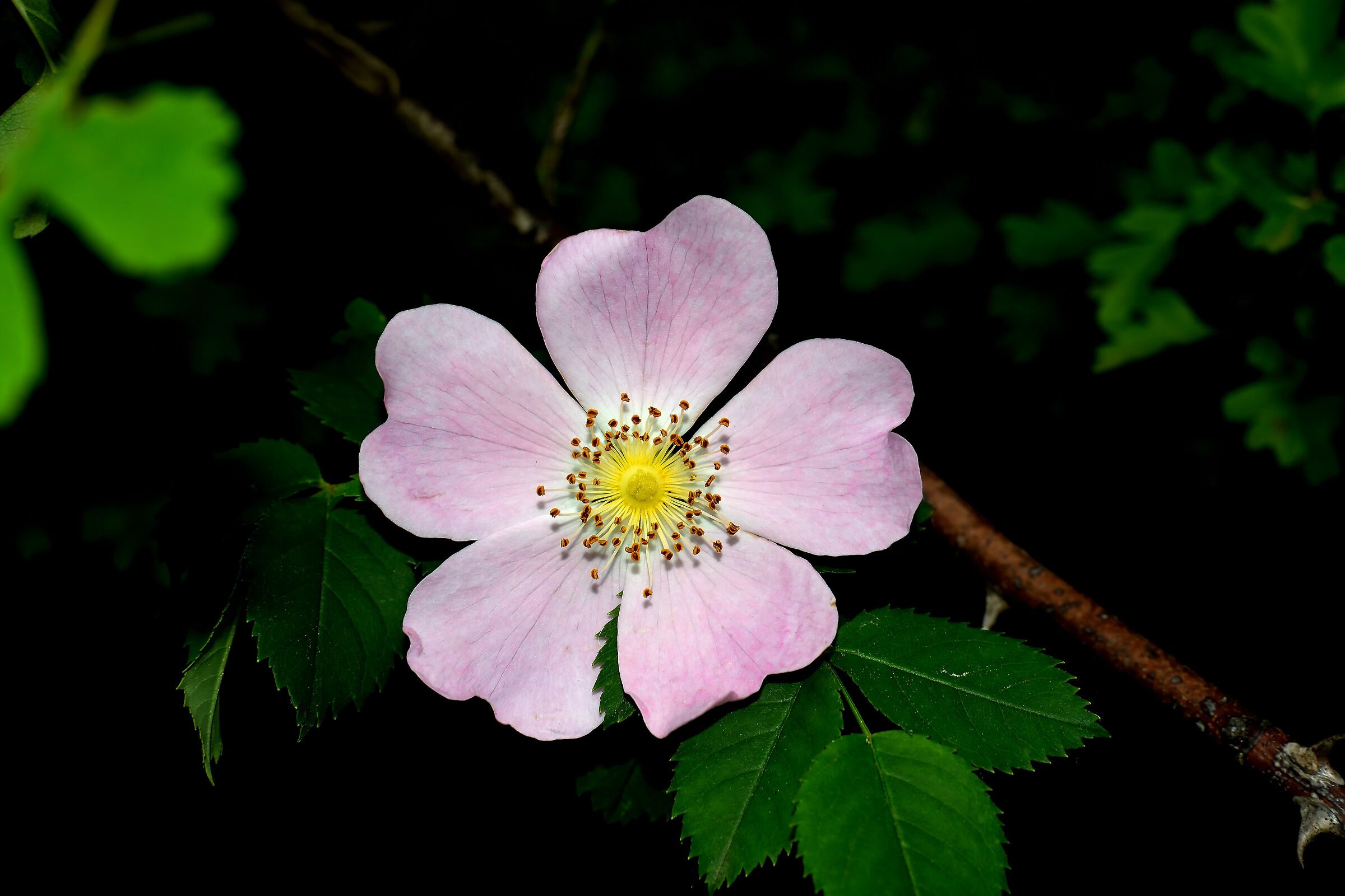 Rosa canina