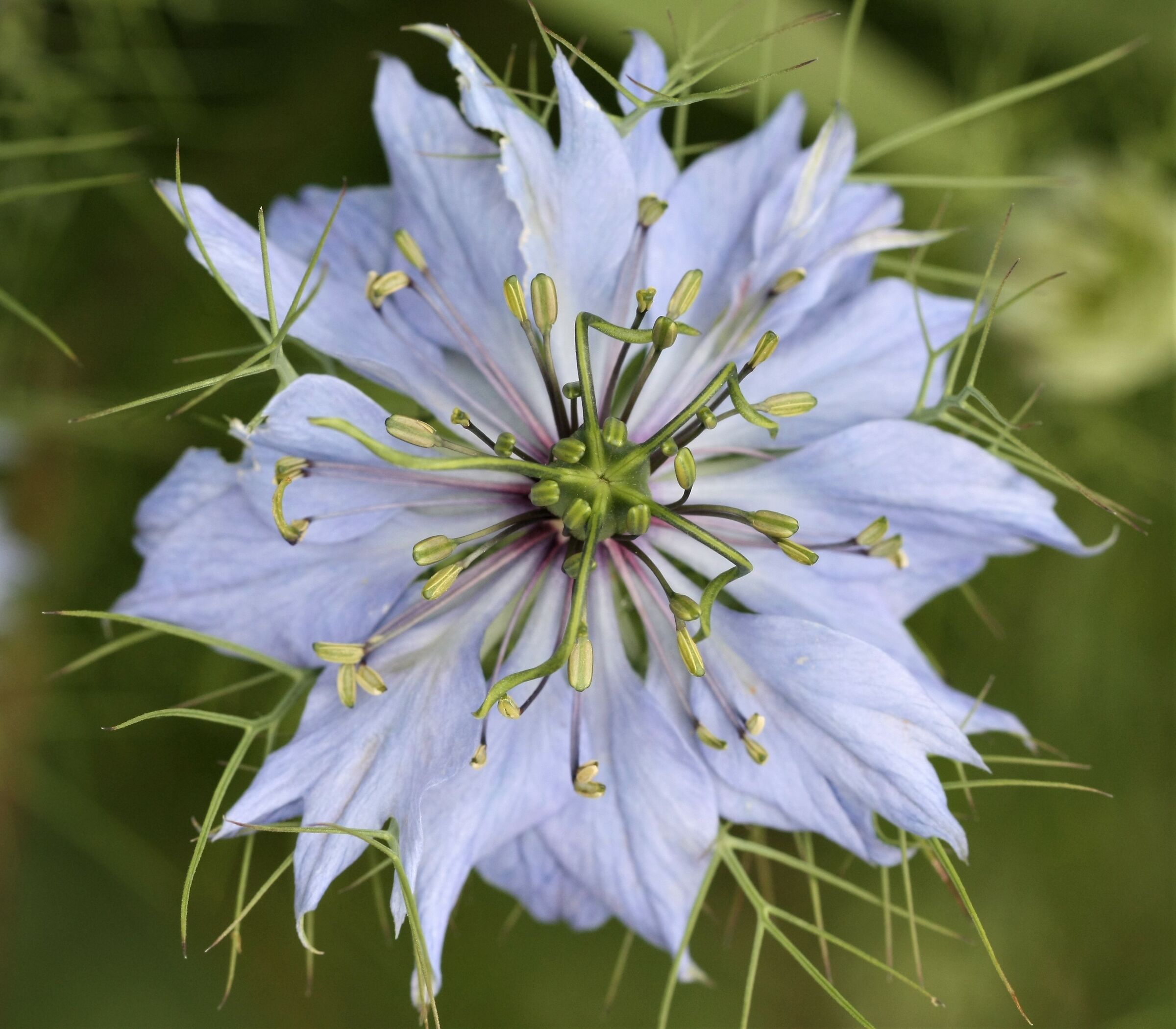 Nigella damascena (fanciullaccia)