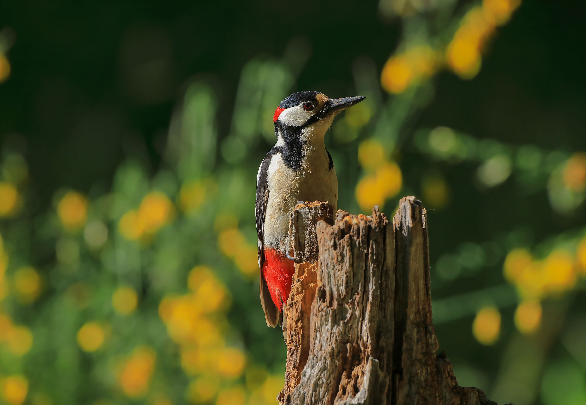 Picchio Rosso Maggiore
