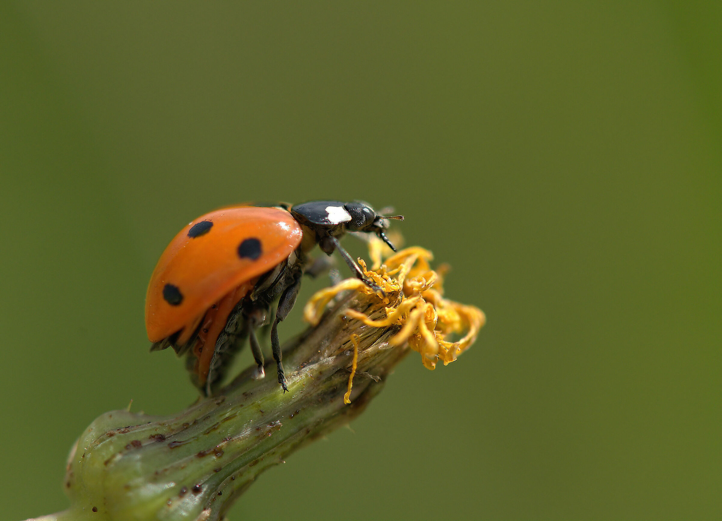 Ladybug