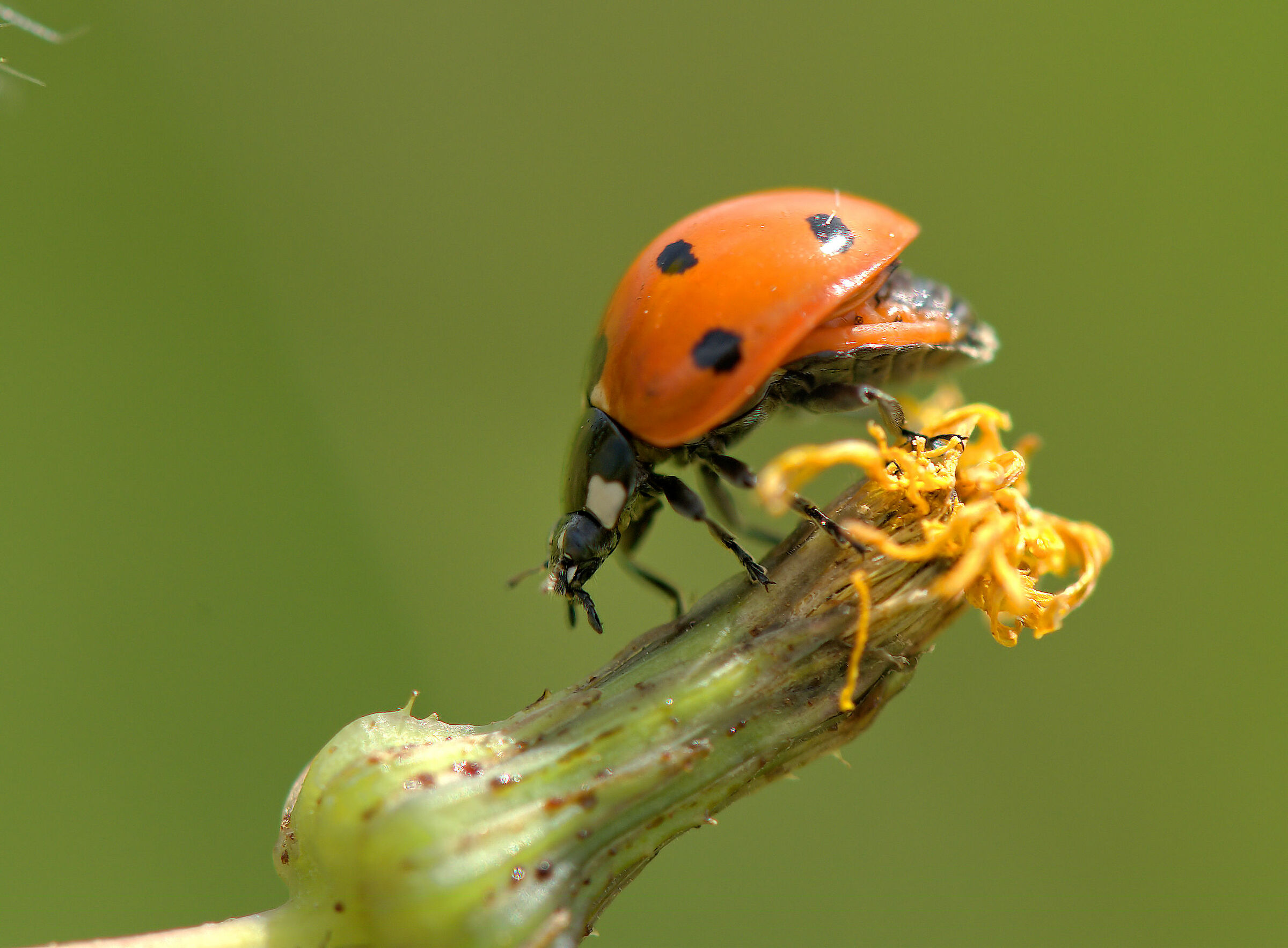 Ladybug