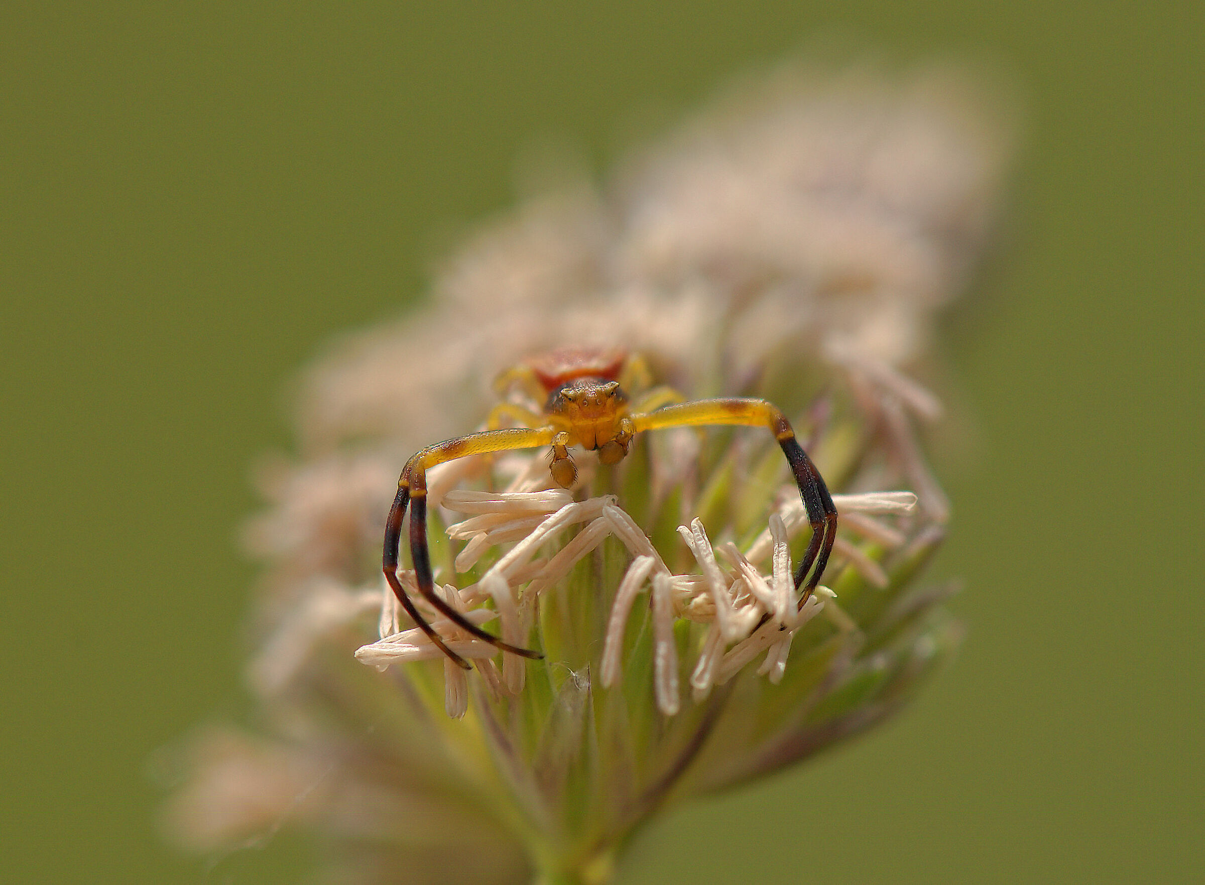 Thomisidae, New