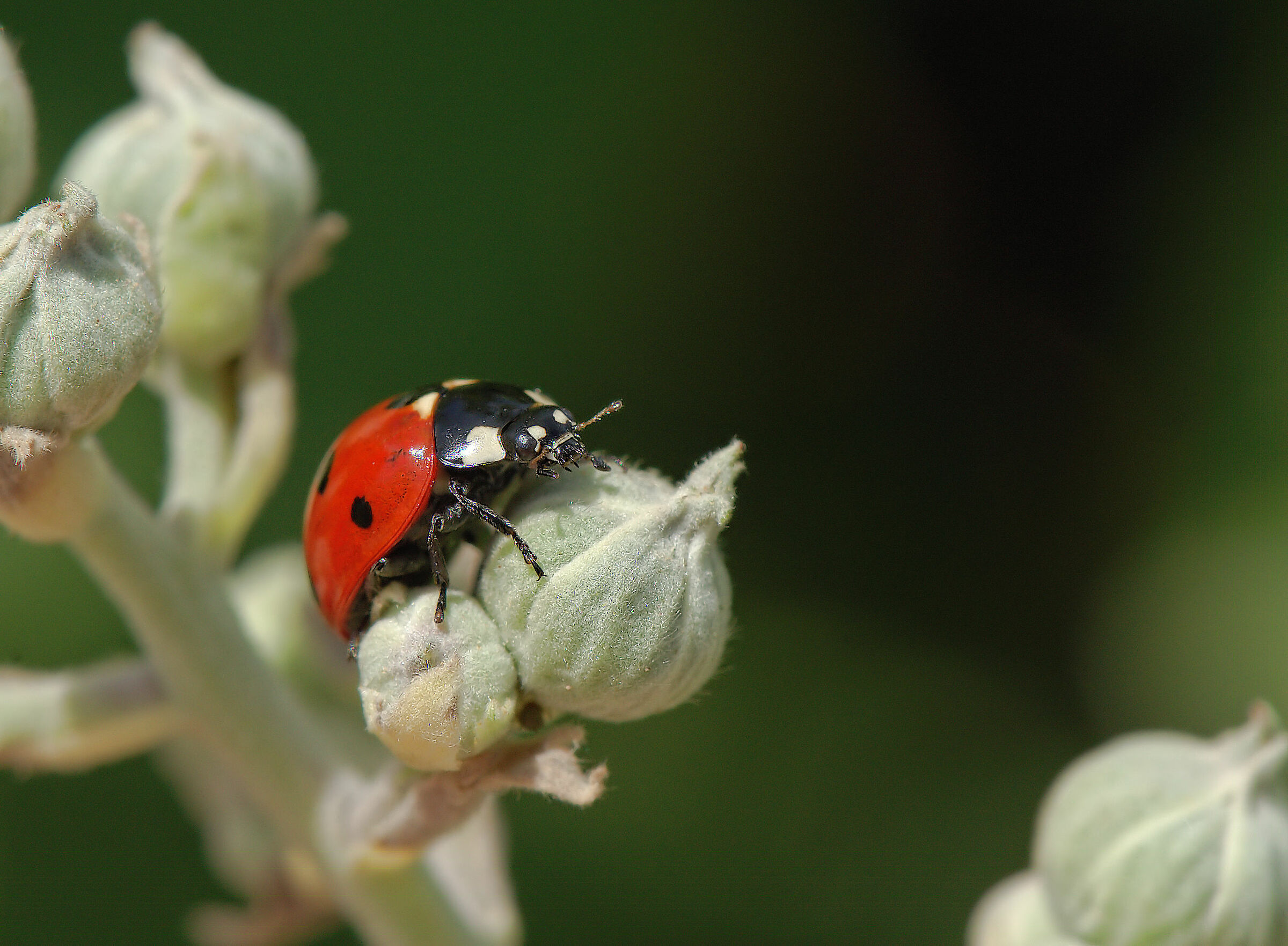 Ladybug