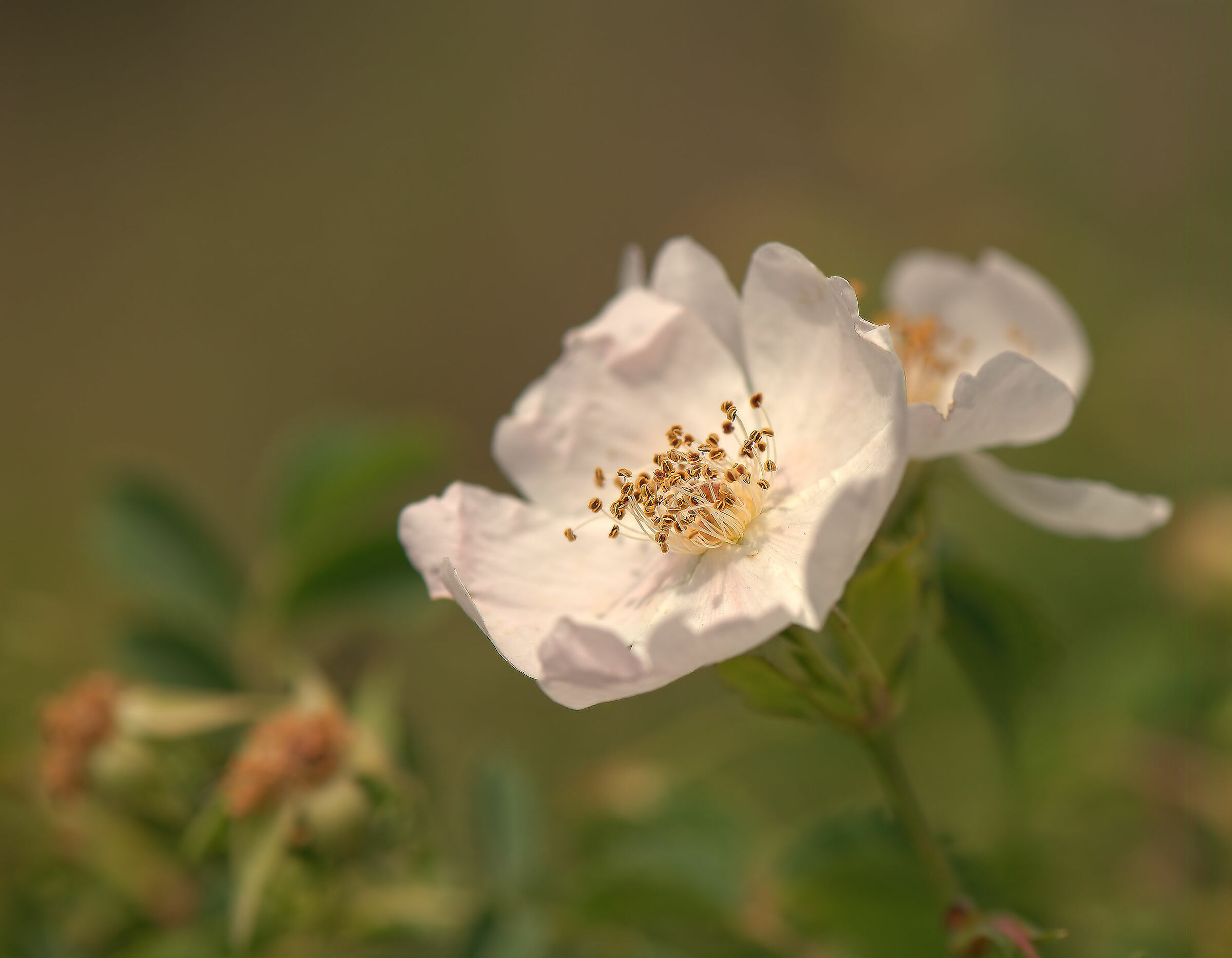 Rosehip