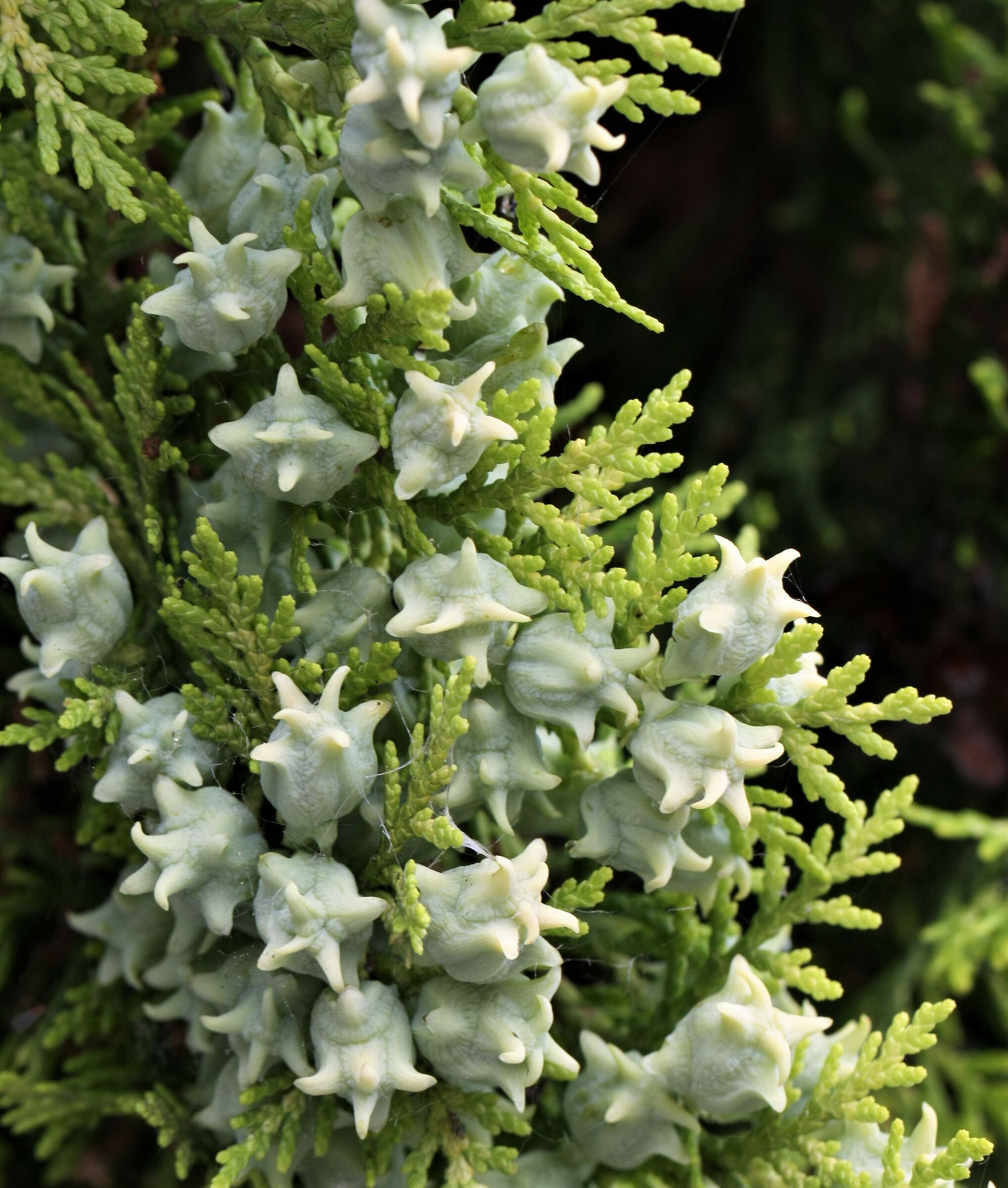 Platycladus orientalis