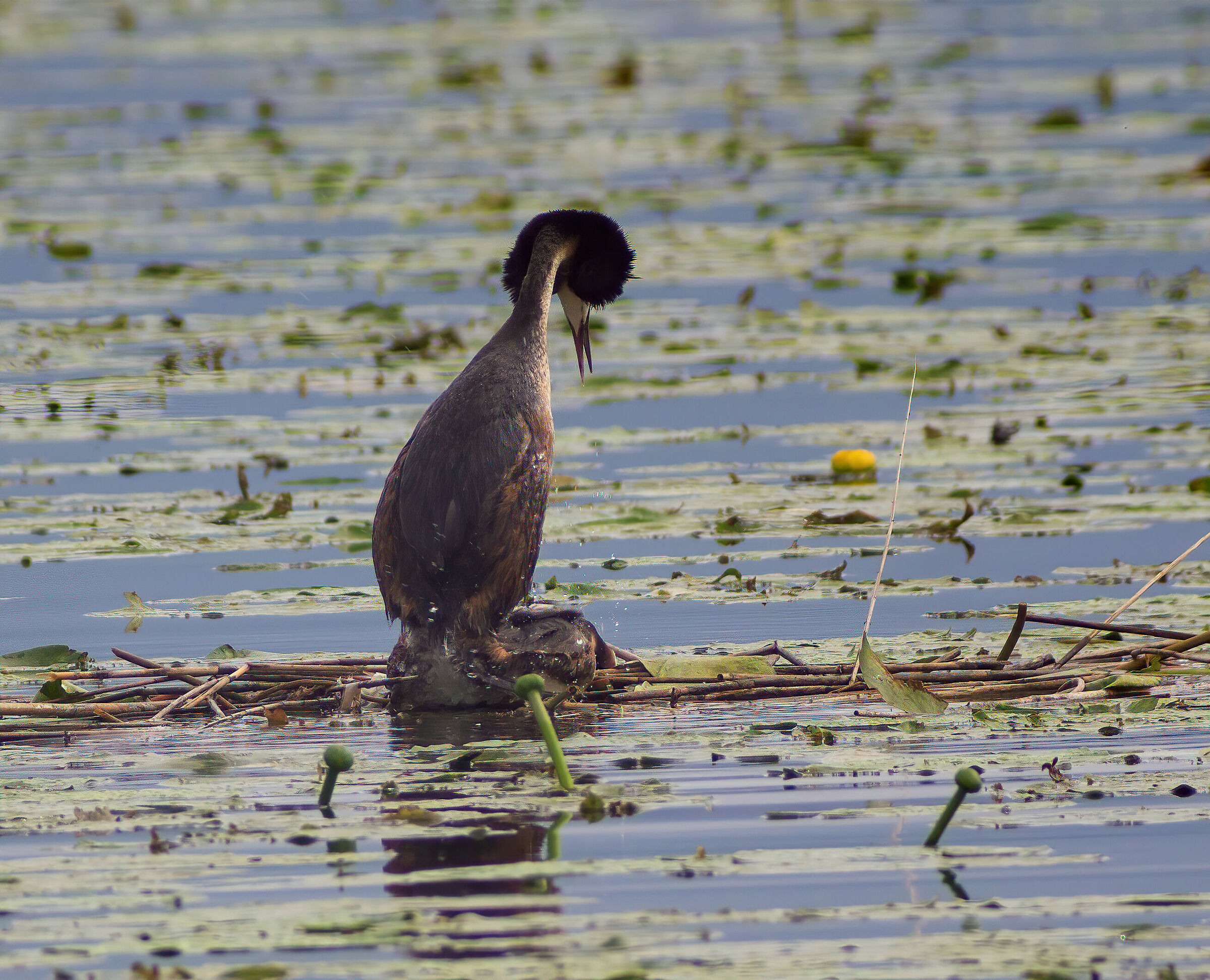 Podiceps in love...