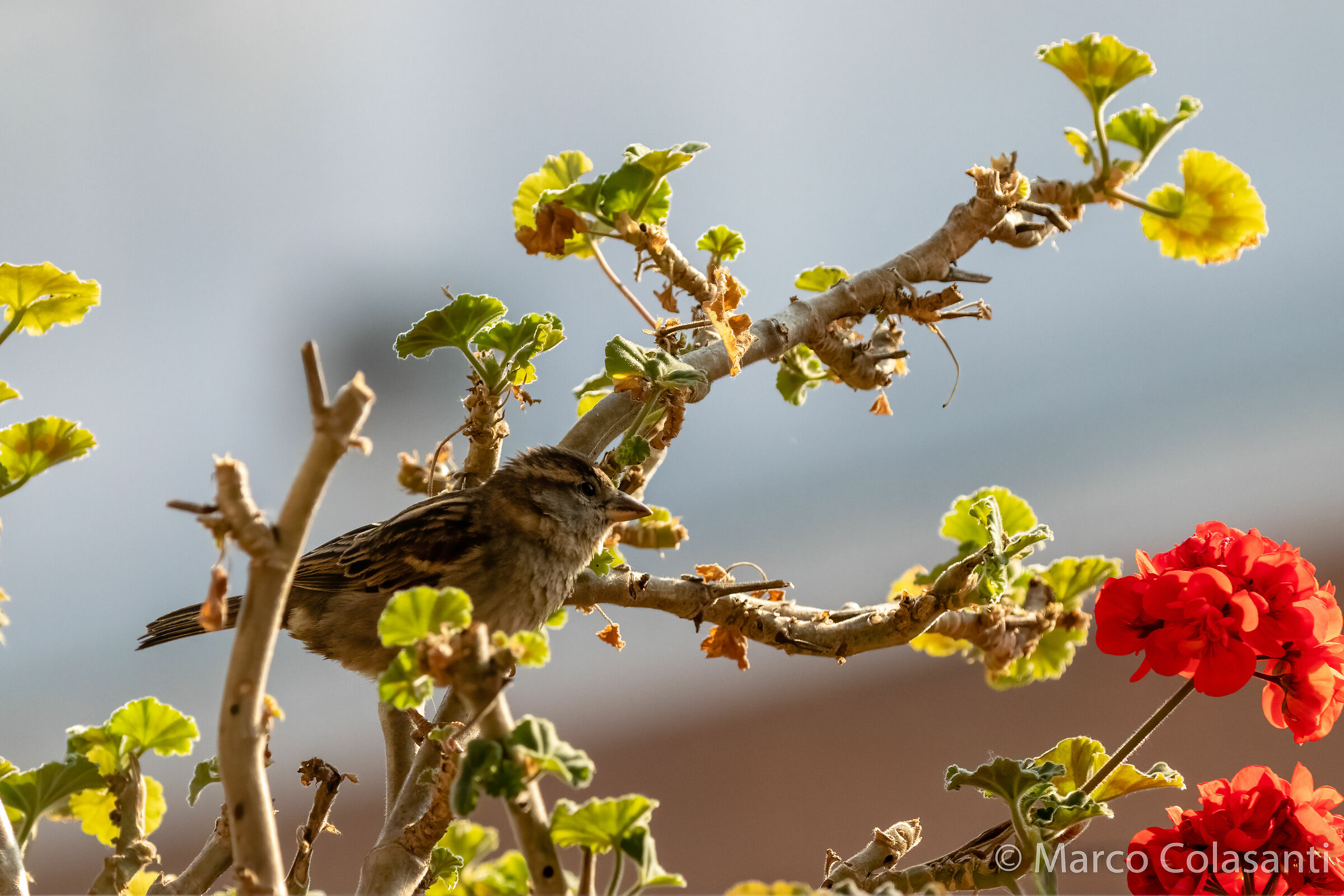 Passera of Italy among the geraniums