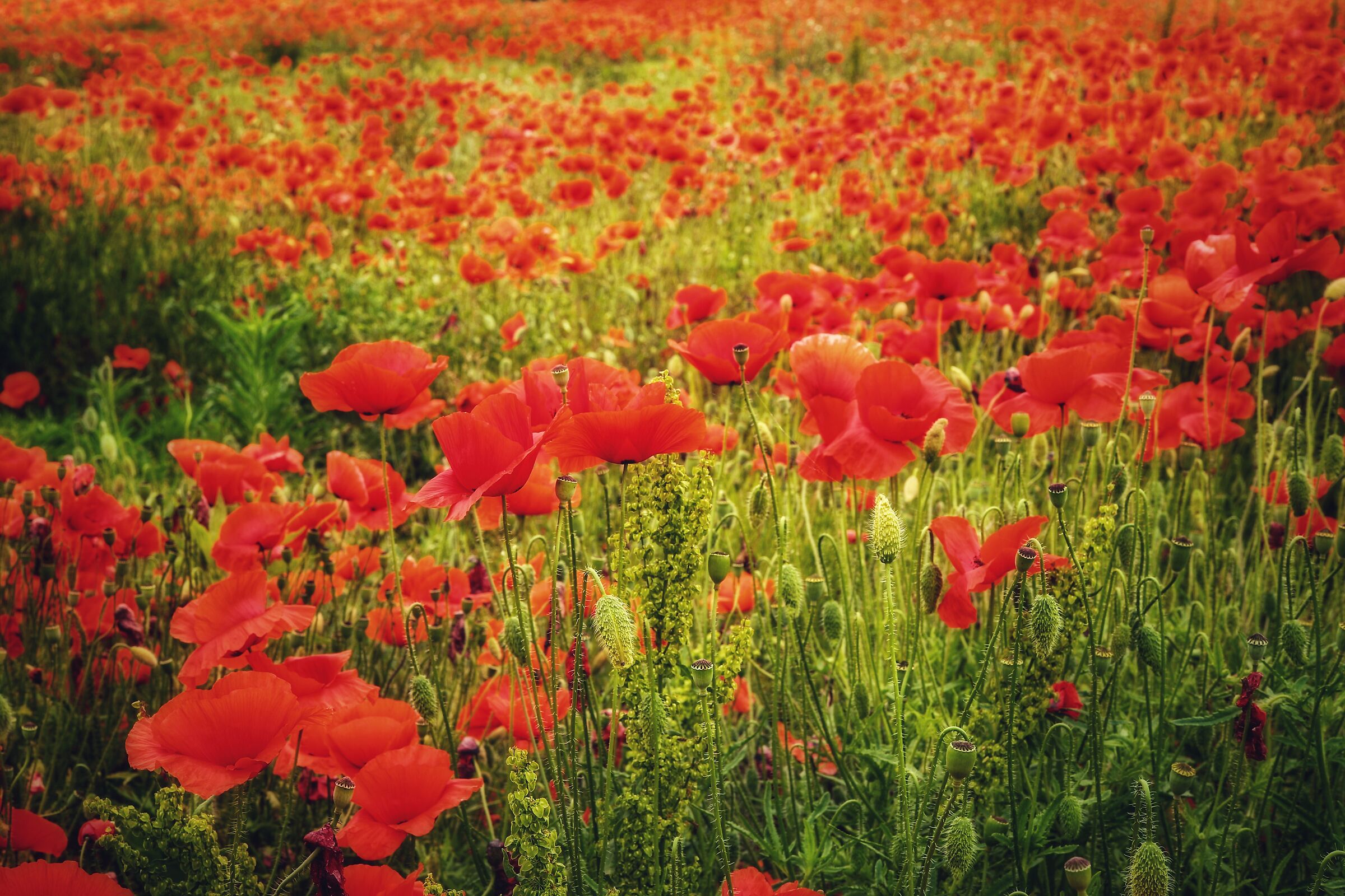 Tanti, proprio tanti, un mare di papaveri.