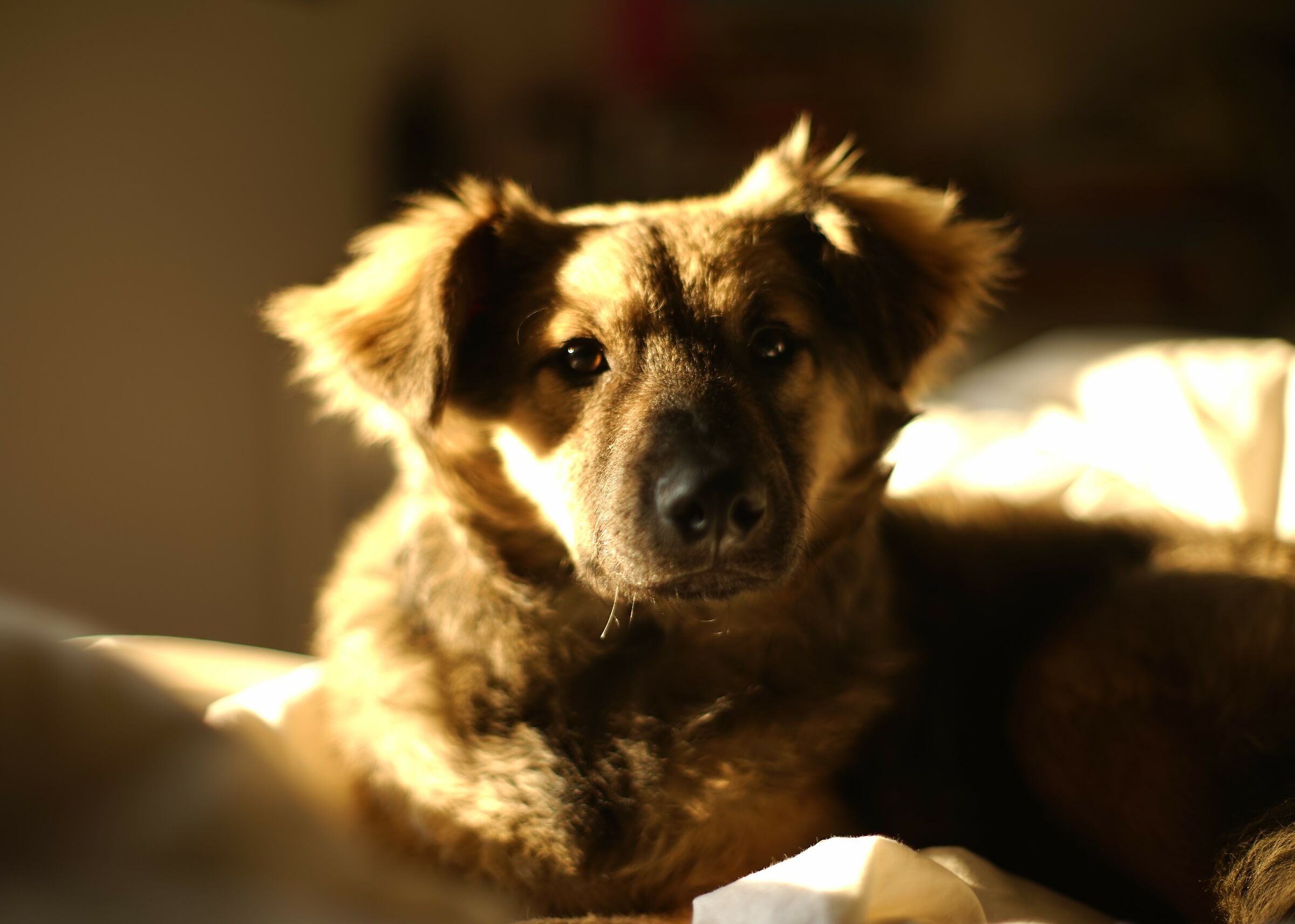 Bacco