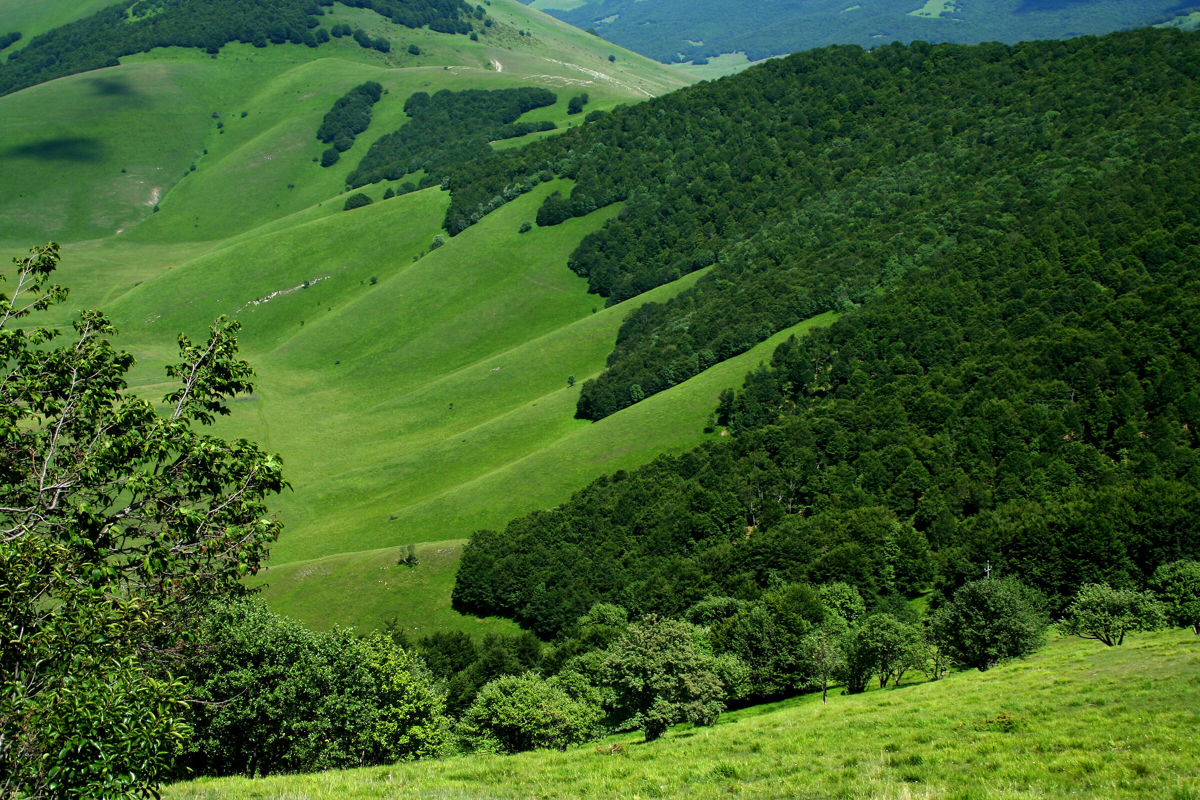 Castelluccio Plain on June 1