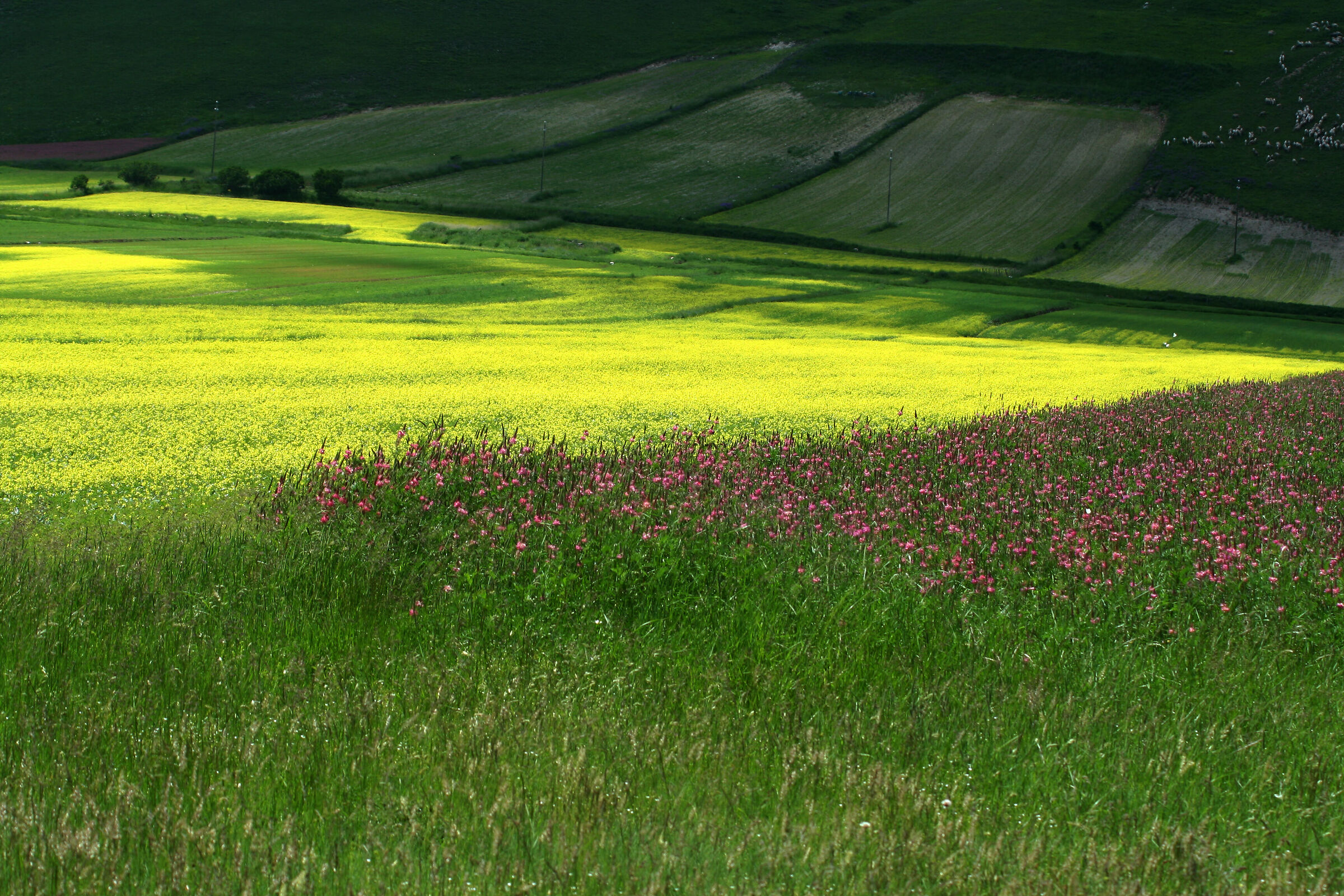 Castelluccio Plain on June 2