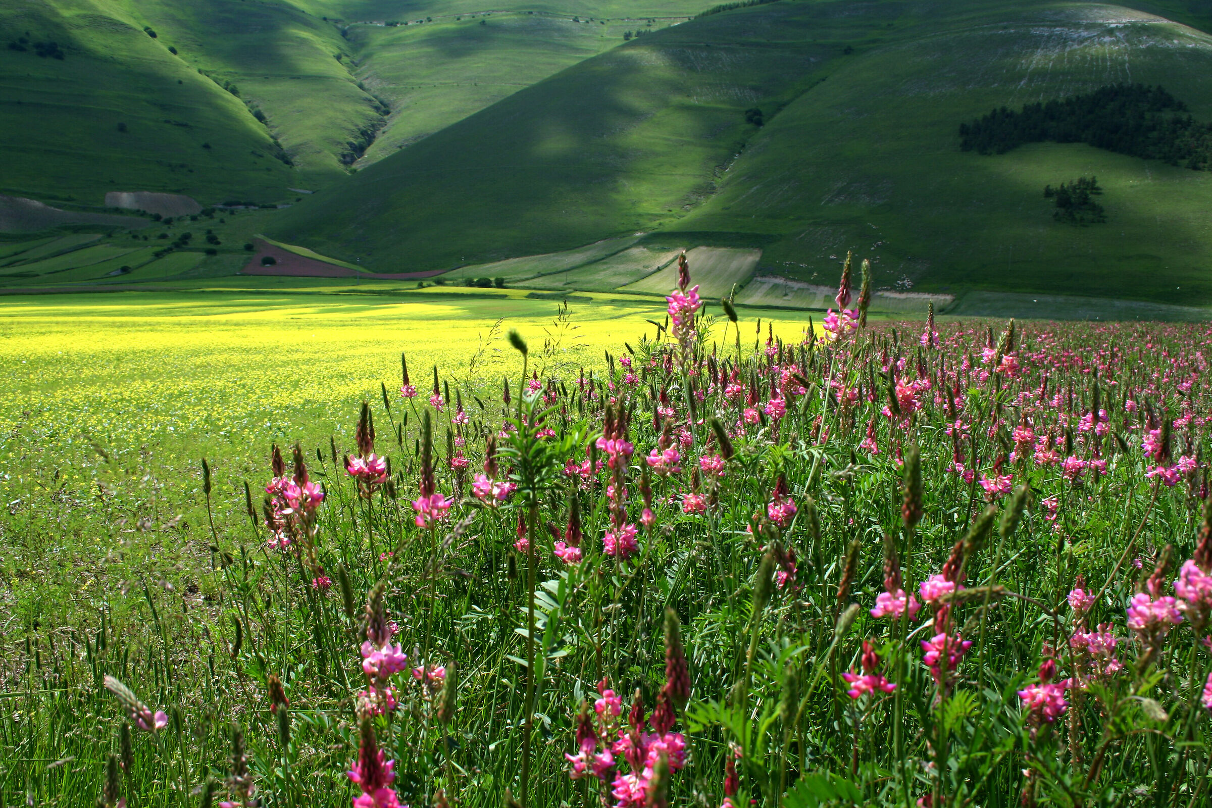 Piana di Castelluccio in giugno 5