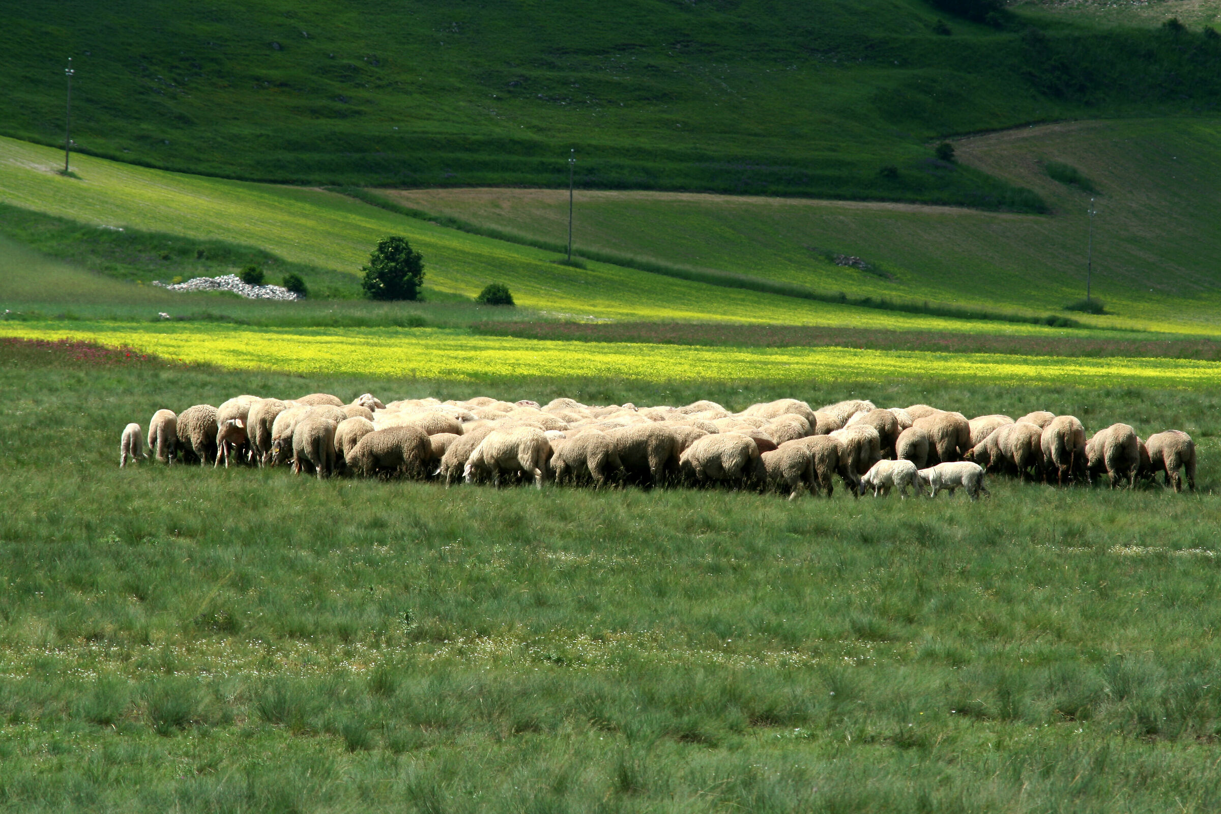 Castelluccio Plain on June 6
