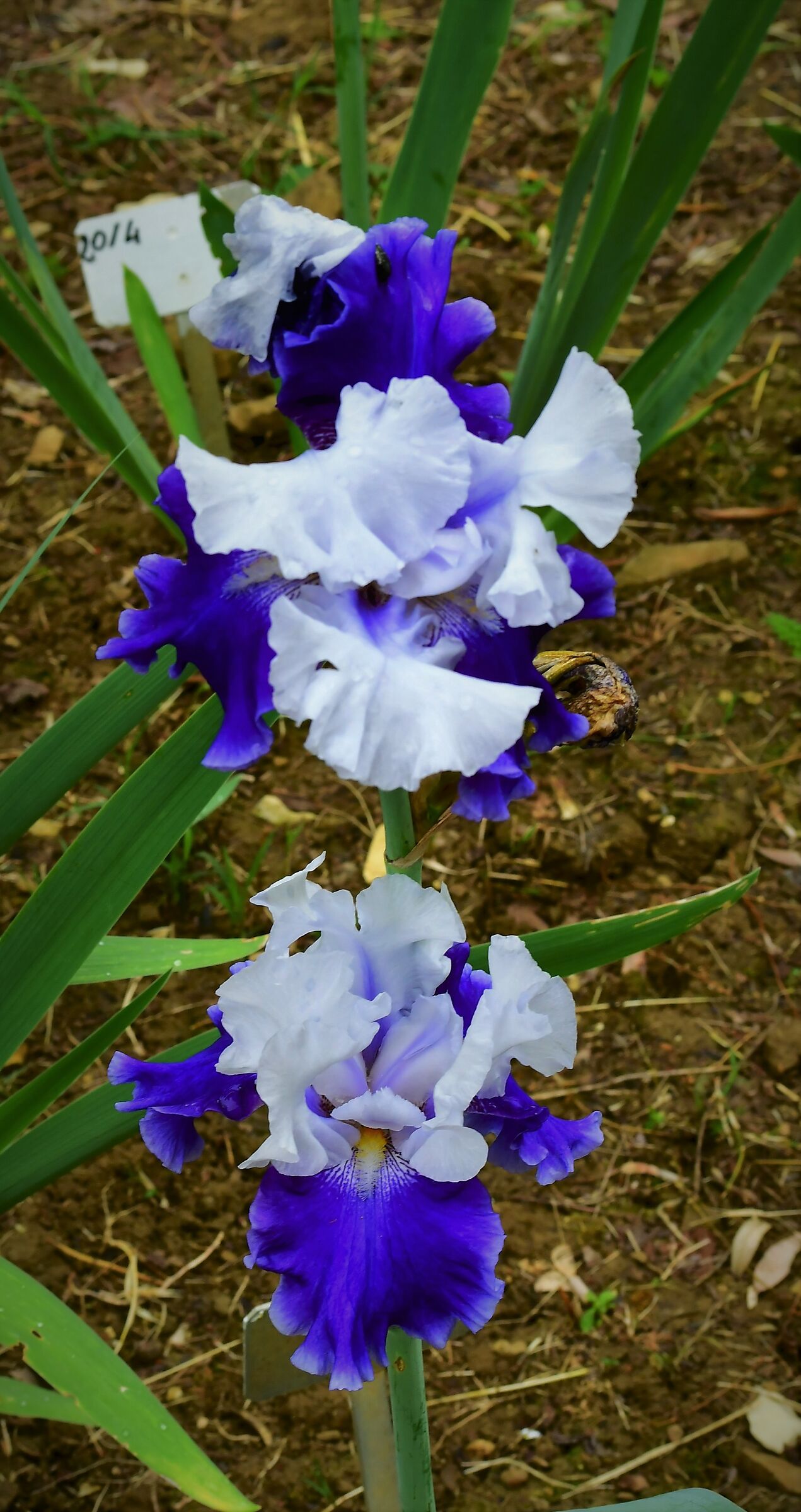 garden of the iris in firenze