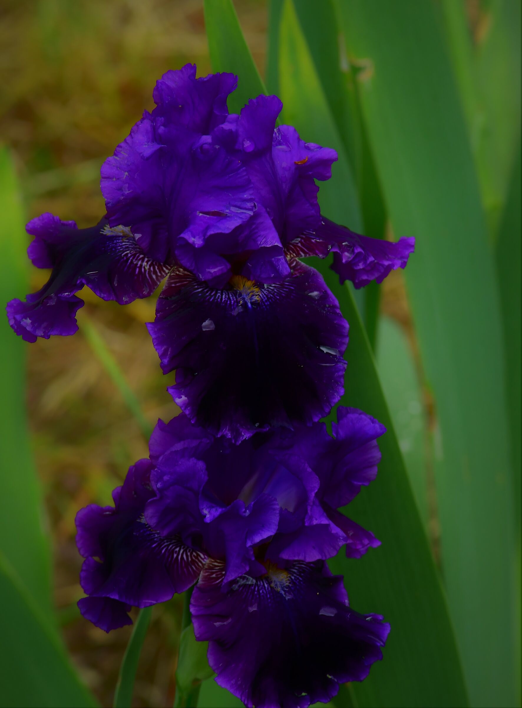 garden of the iris in firenze