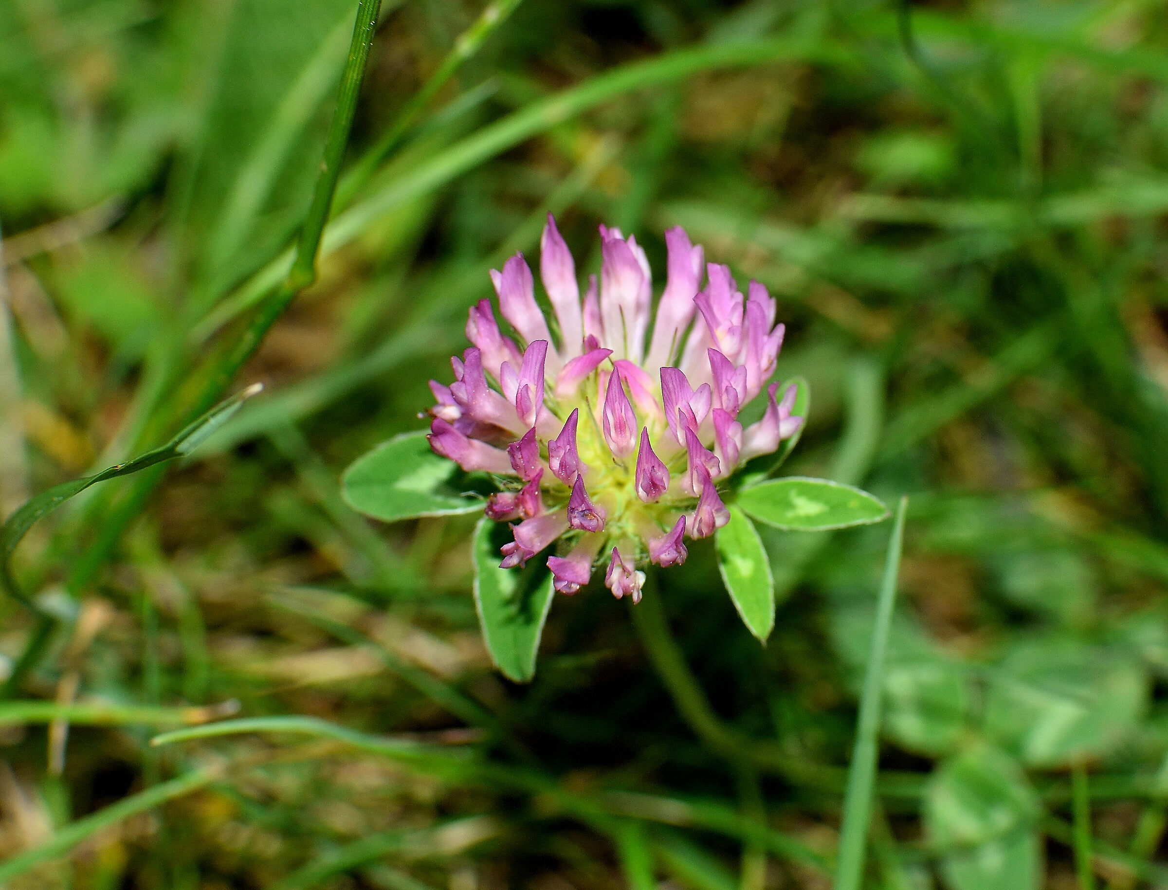 in mezzo al sentiero
