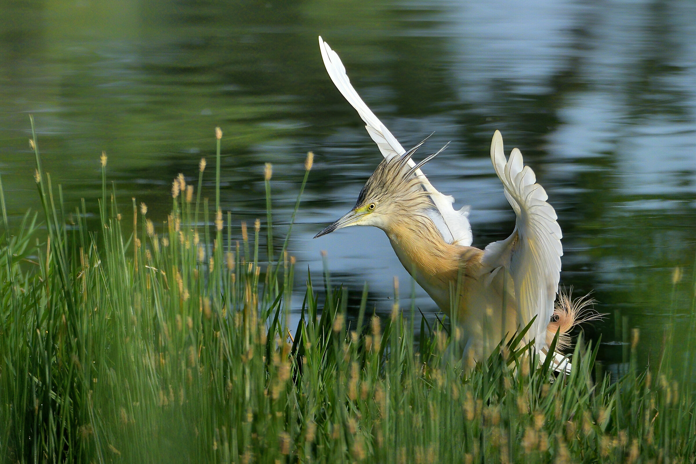 Sgarza ciuffetto in atterraggio