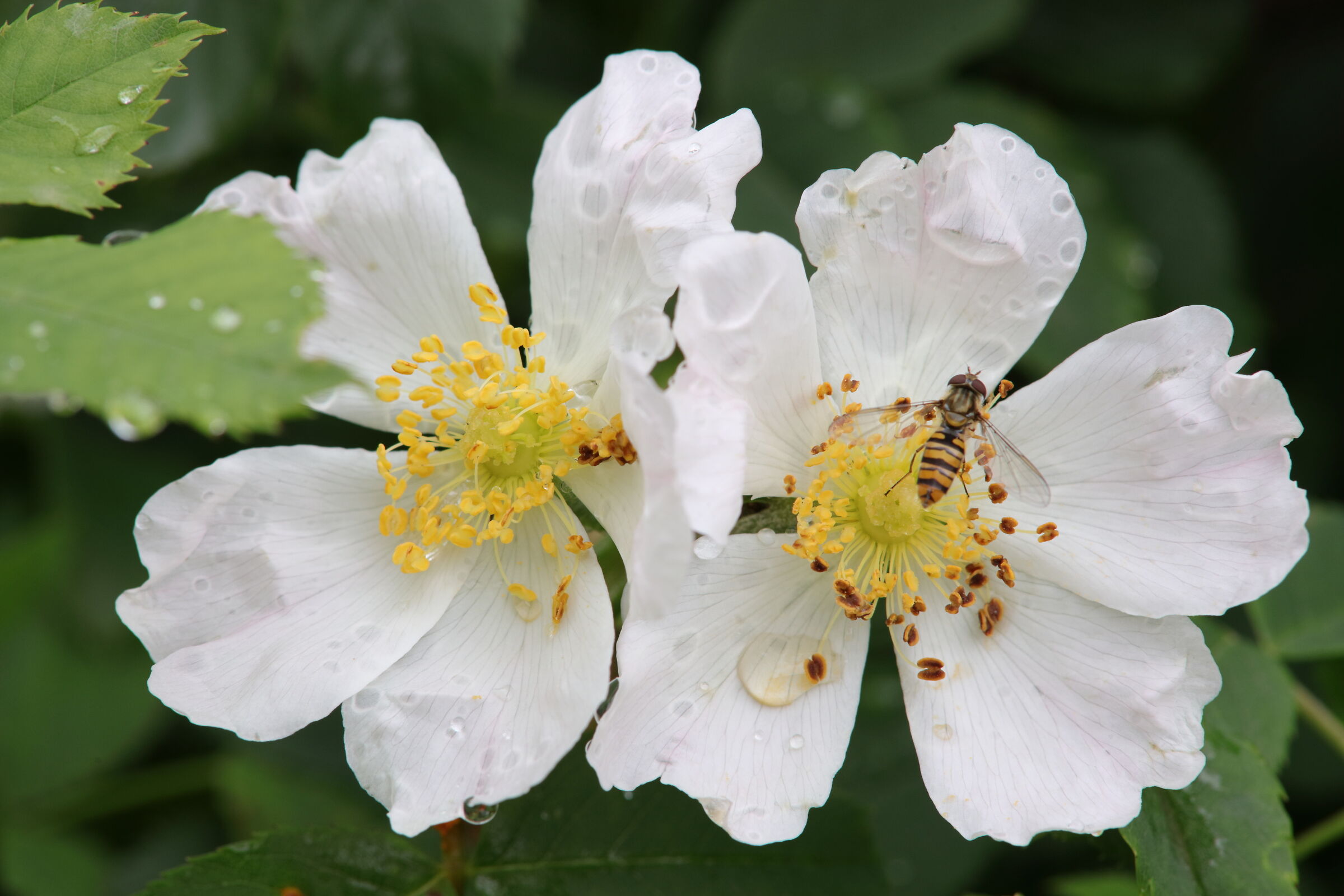 Vecchie glorie all'opera