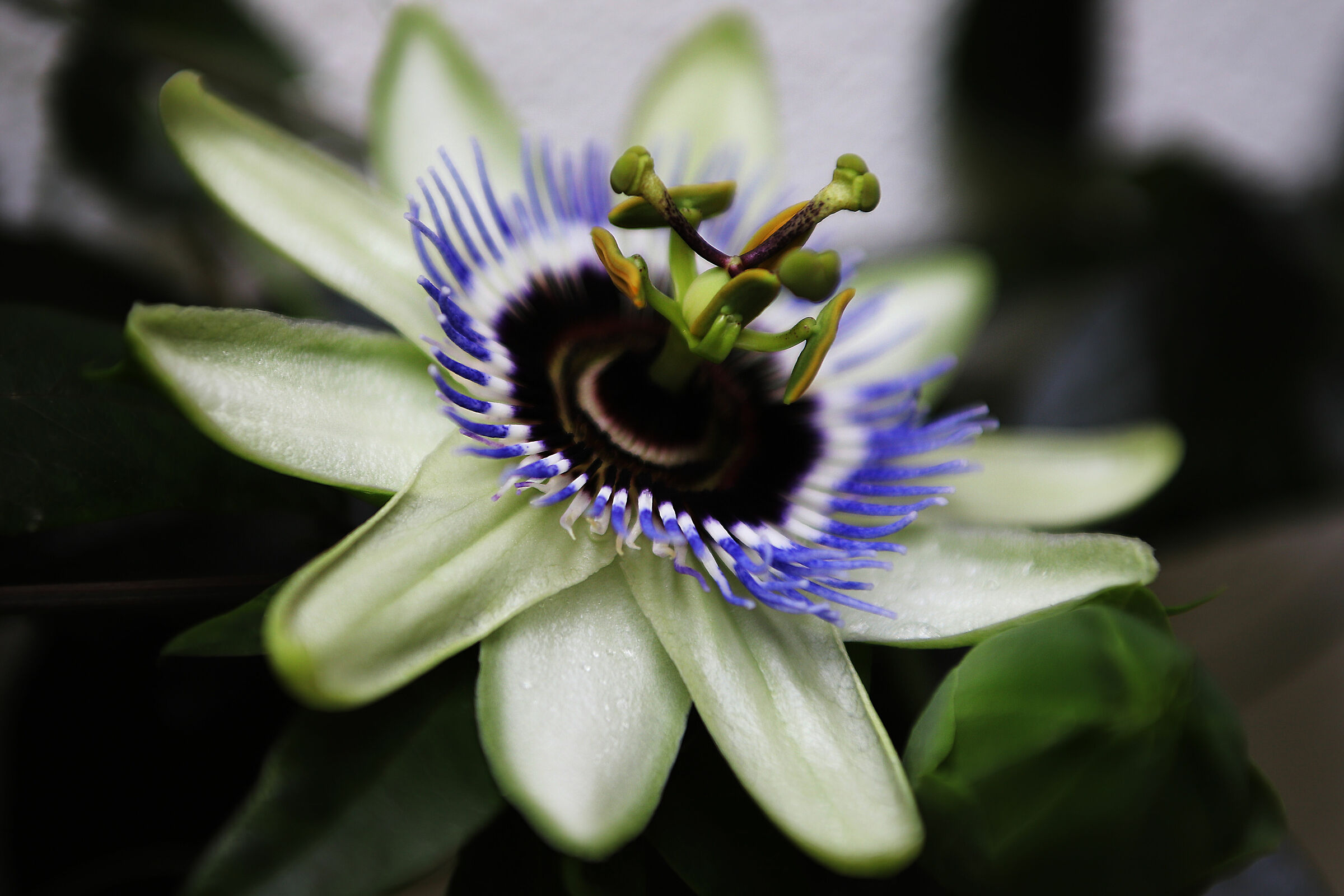 Il fiore della domenica