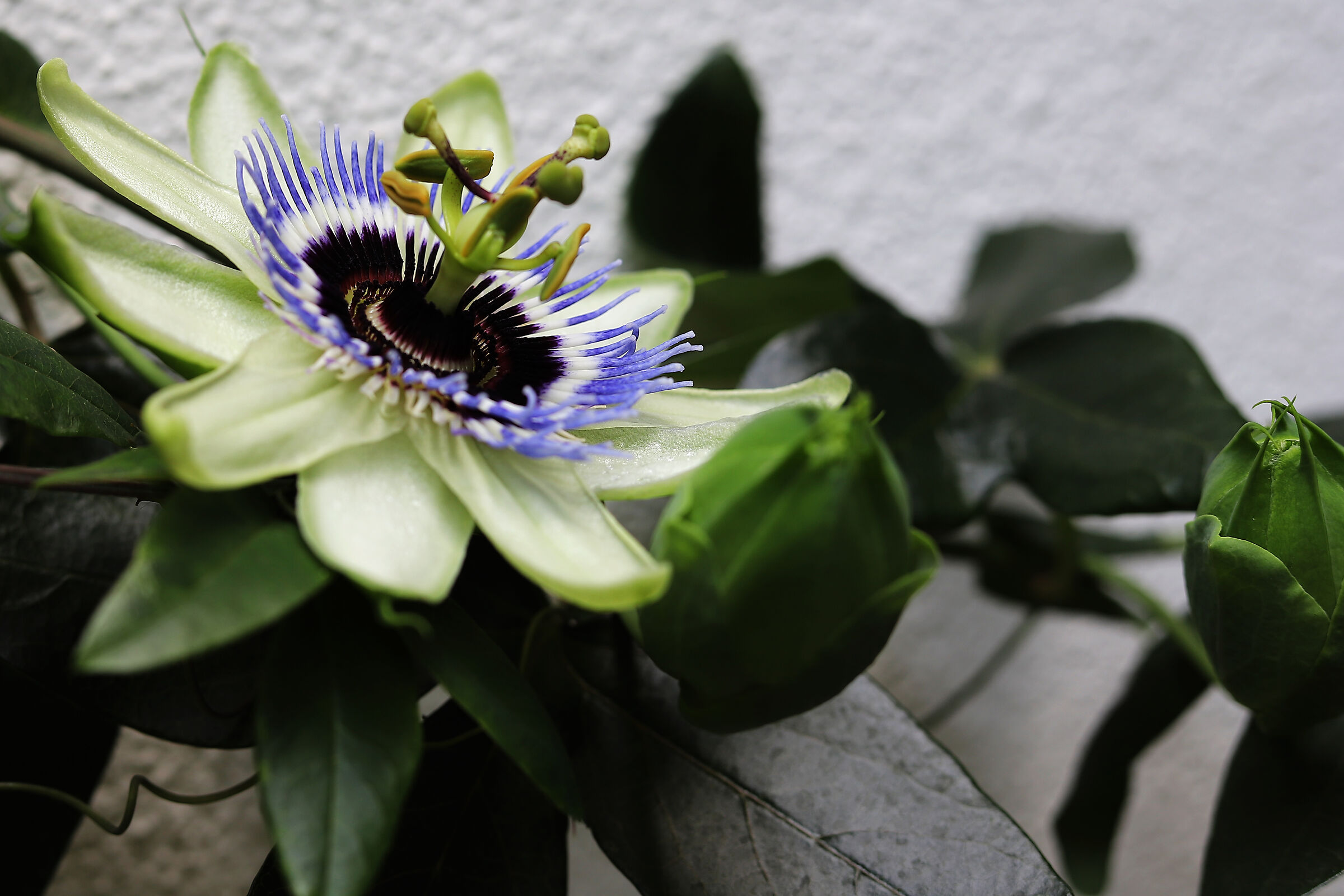 Passiflora - Better in color or b/n?