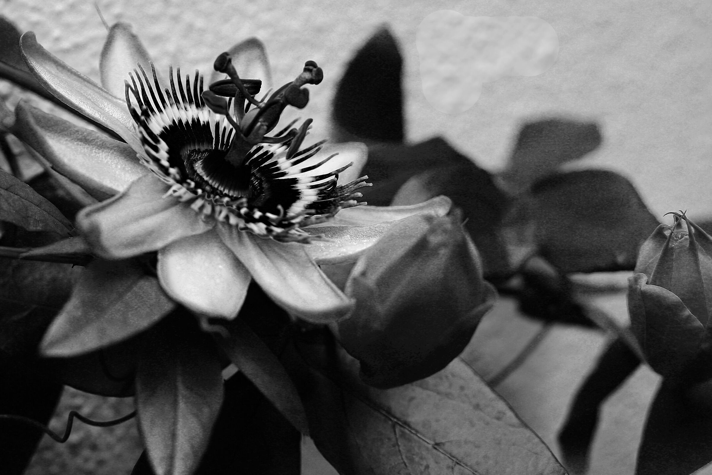 Passiflora2 - Better in color or b/n?