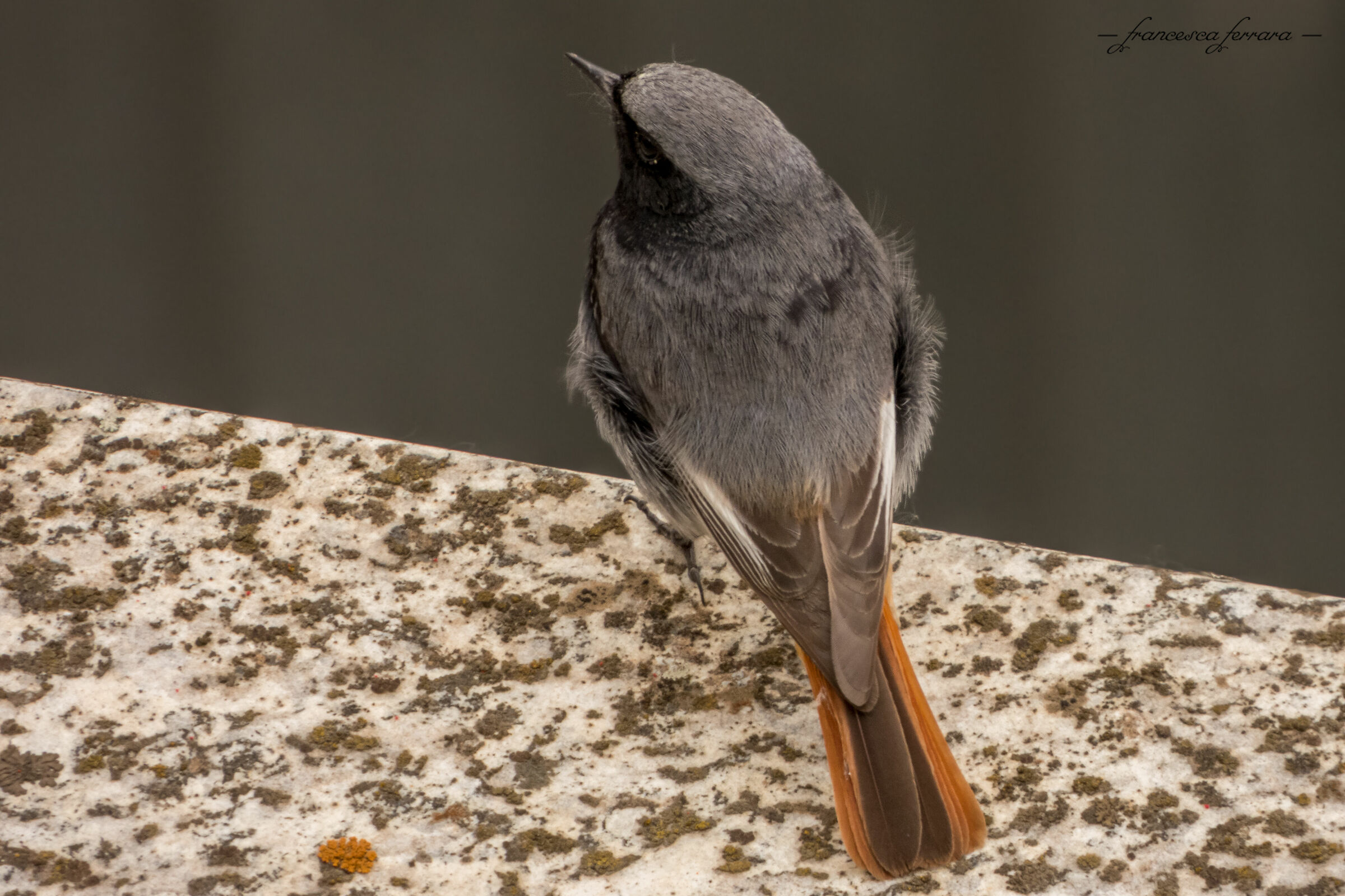 Codirosso Spazzacamino maschio (Phoenicurus Ochruros)_2