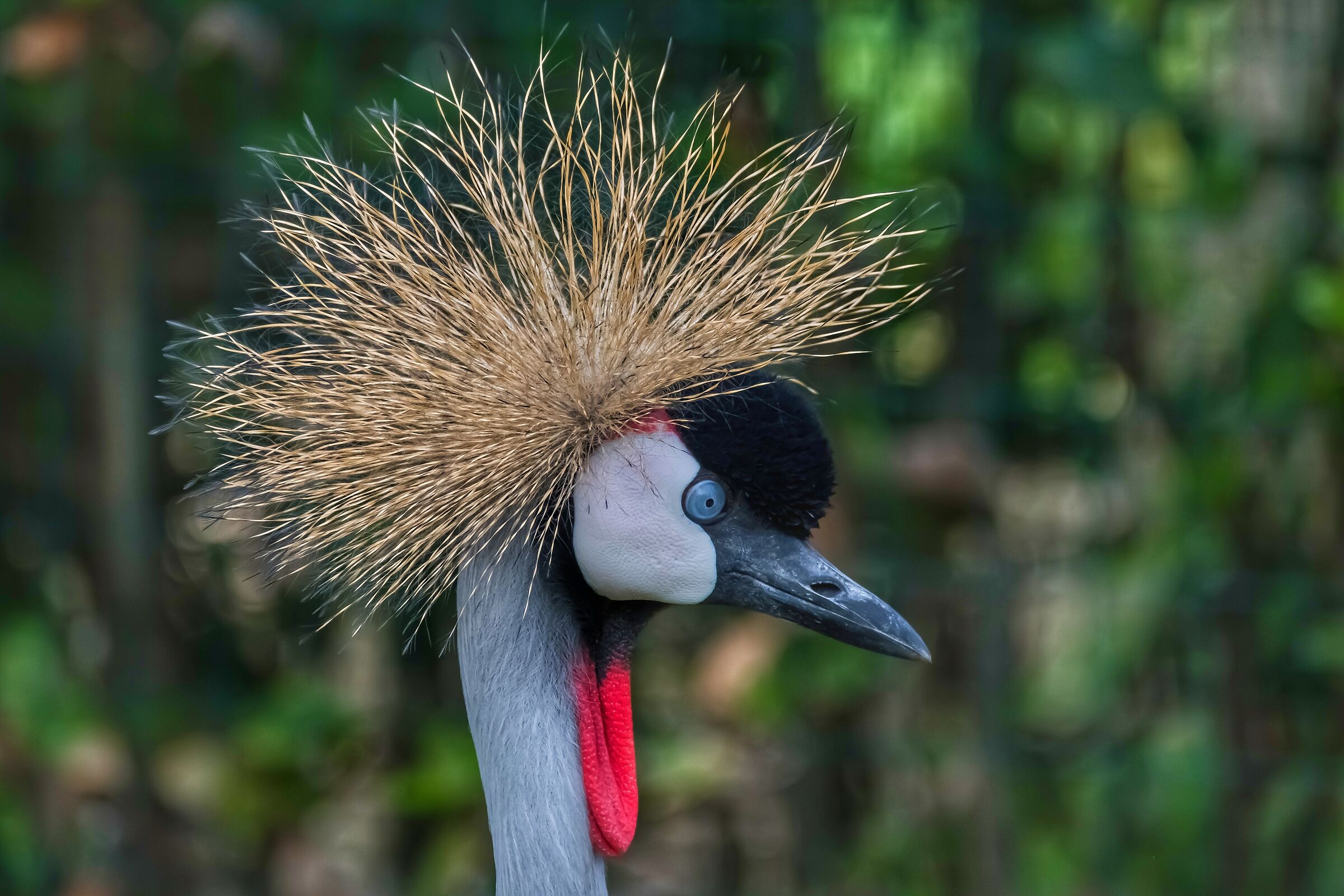 Crested crane