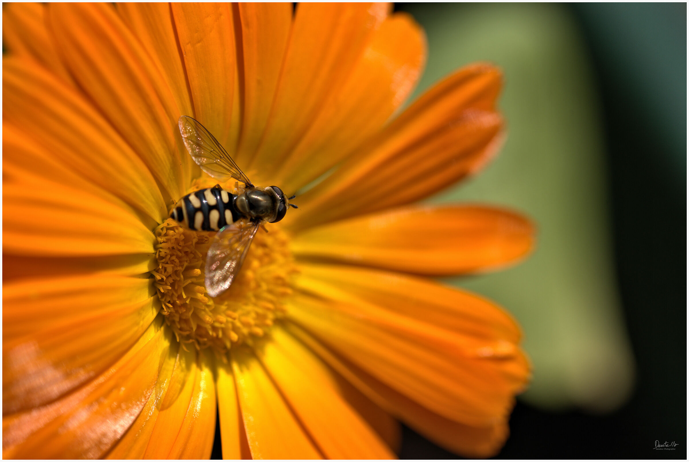 Bee