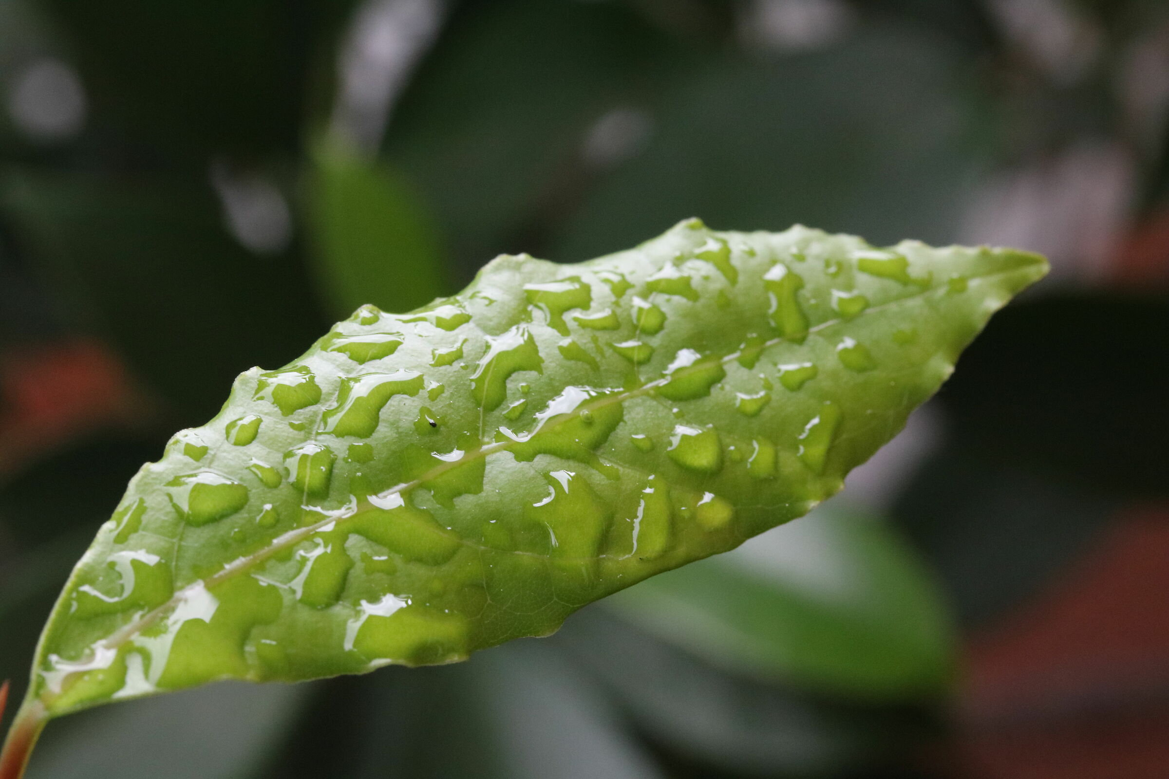 foglia bagnata dall'acqua