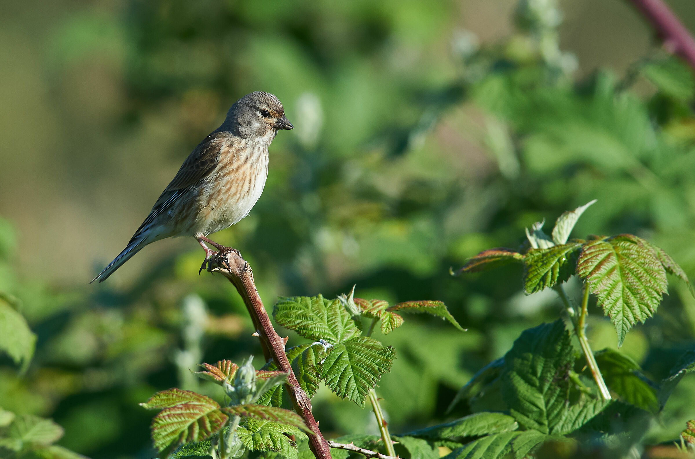 ? Linnet comuni