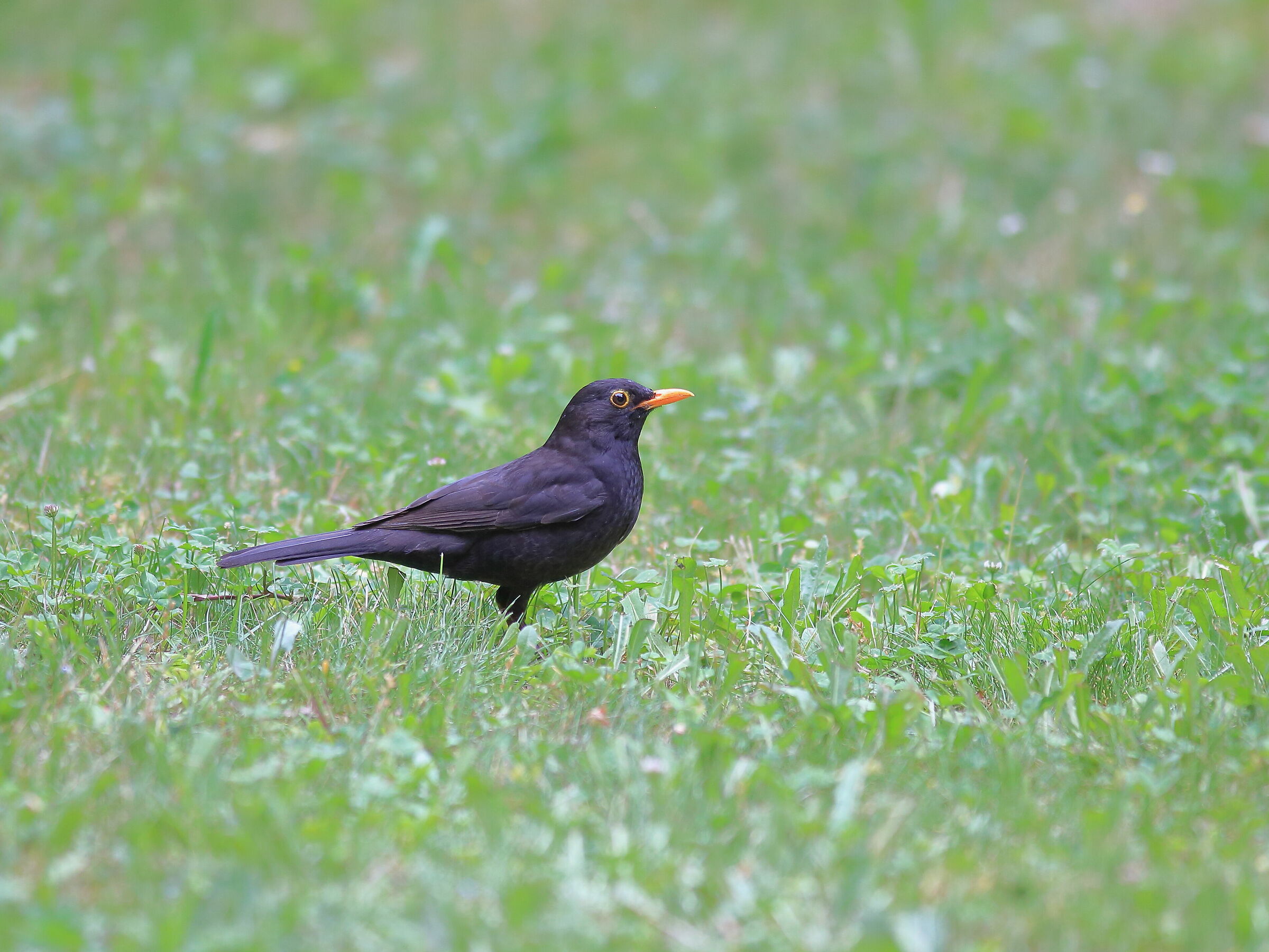 blackbird on the walk watch in May