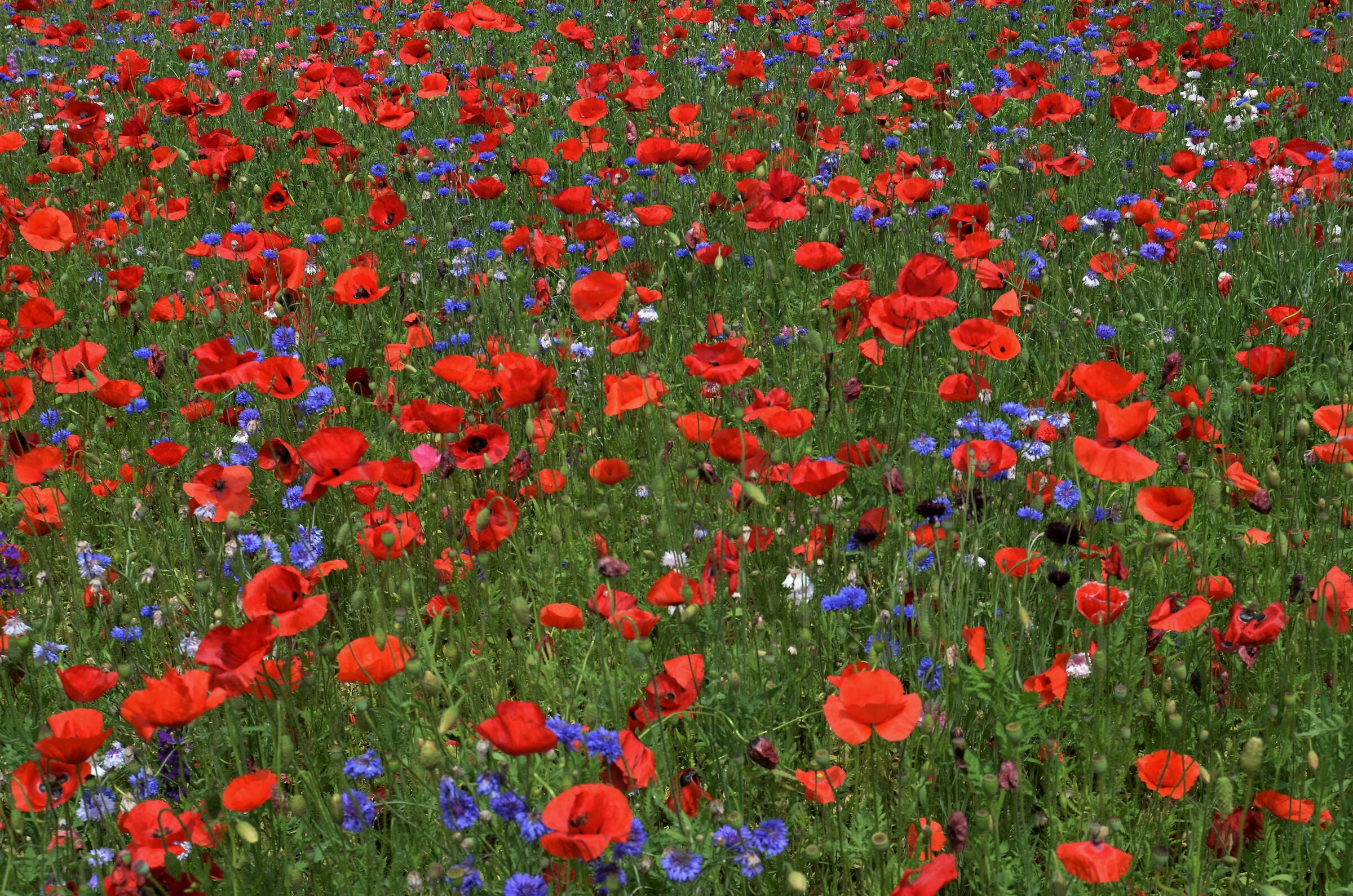 campo di fiori di maggio