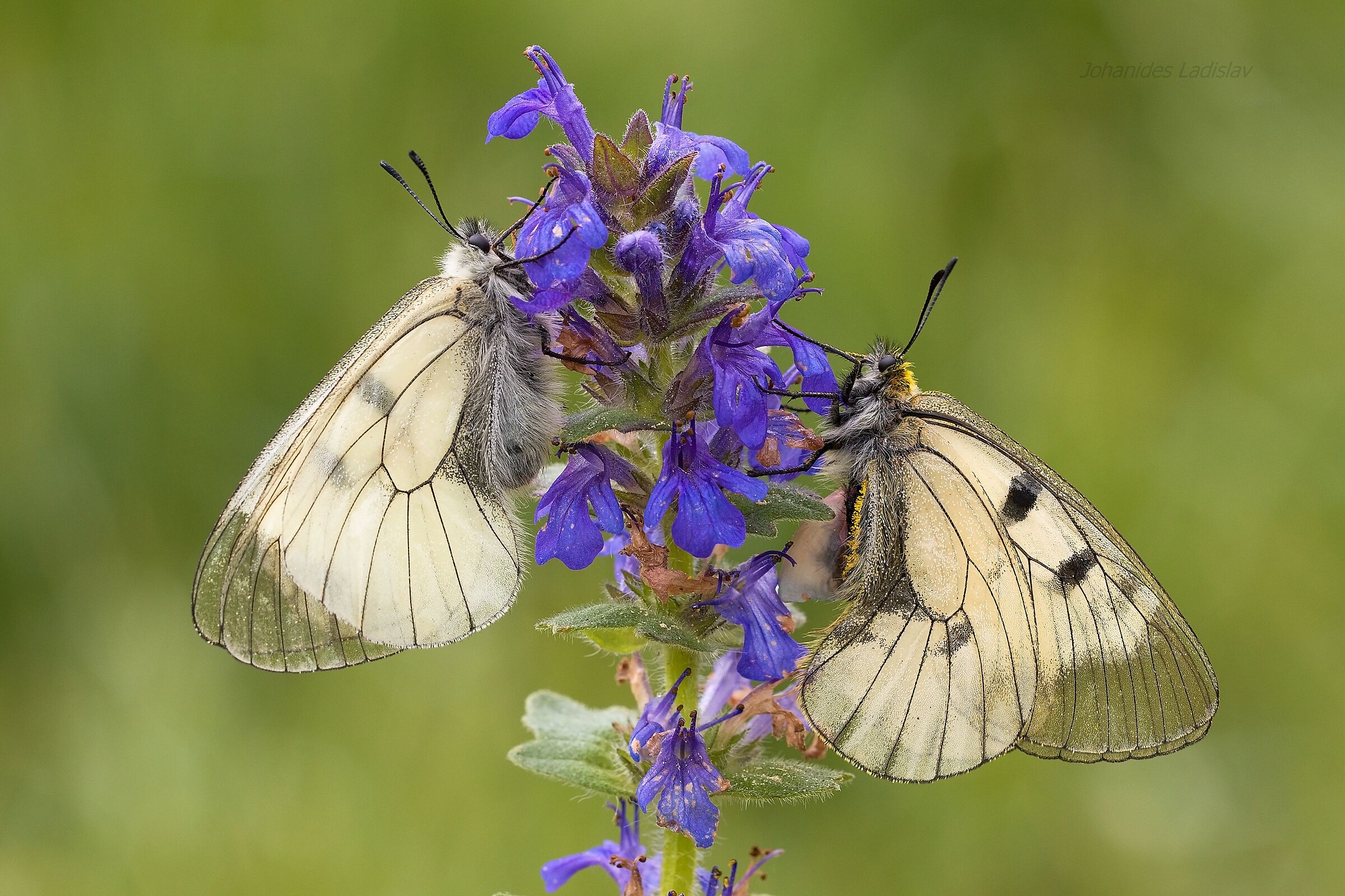 Parnassius mnemosyne (male - female)