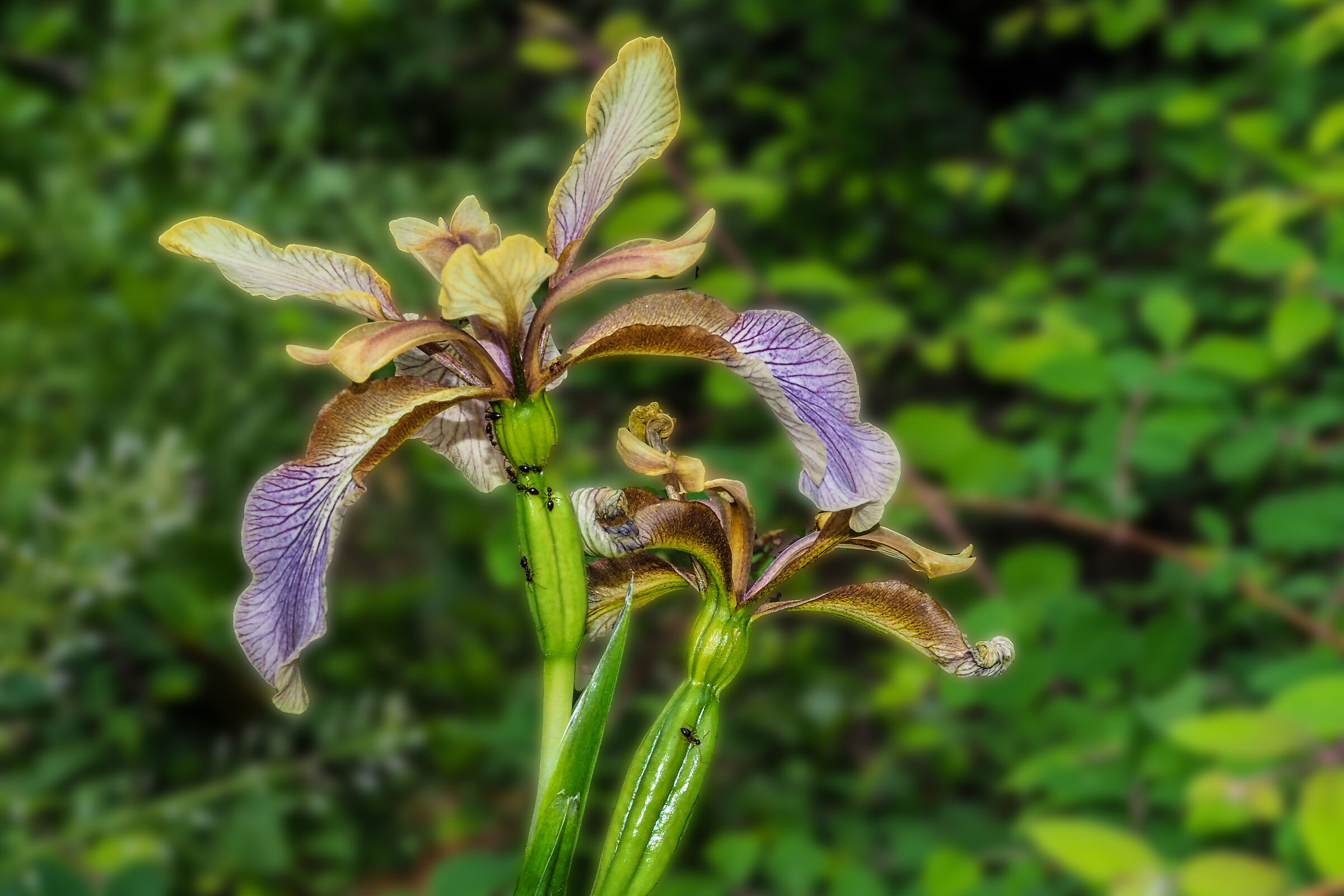 Iris phoetidissima