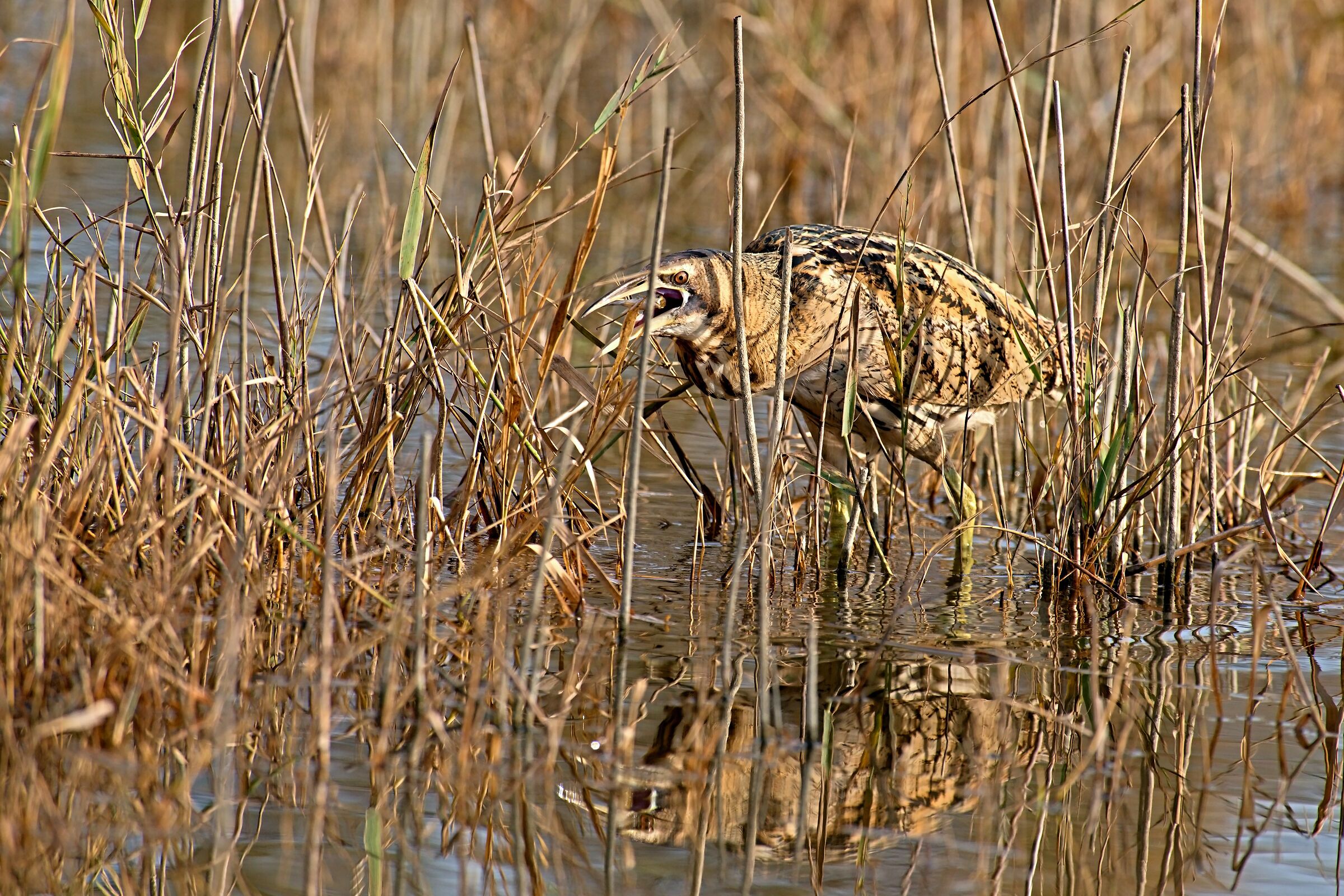 The Scream of the Tarabuso