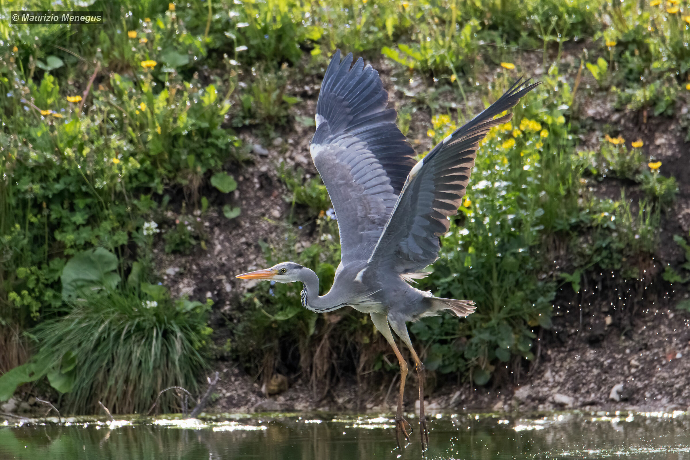 Airone cenerino - decollo dal lago 17.05.2020 Dolomiti