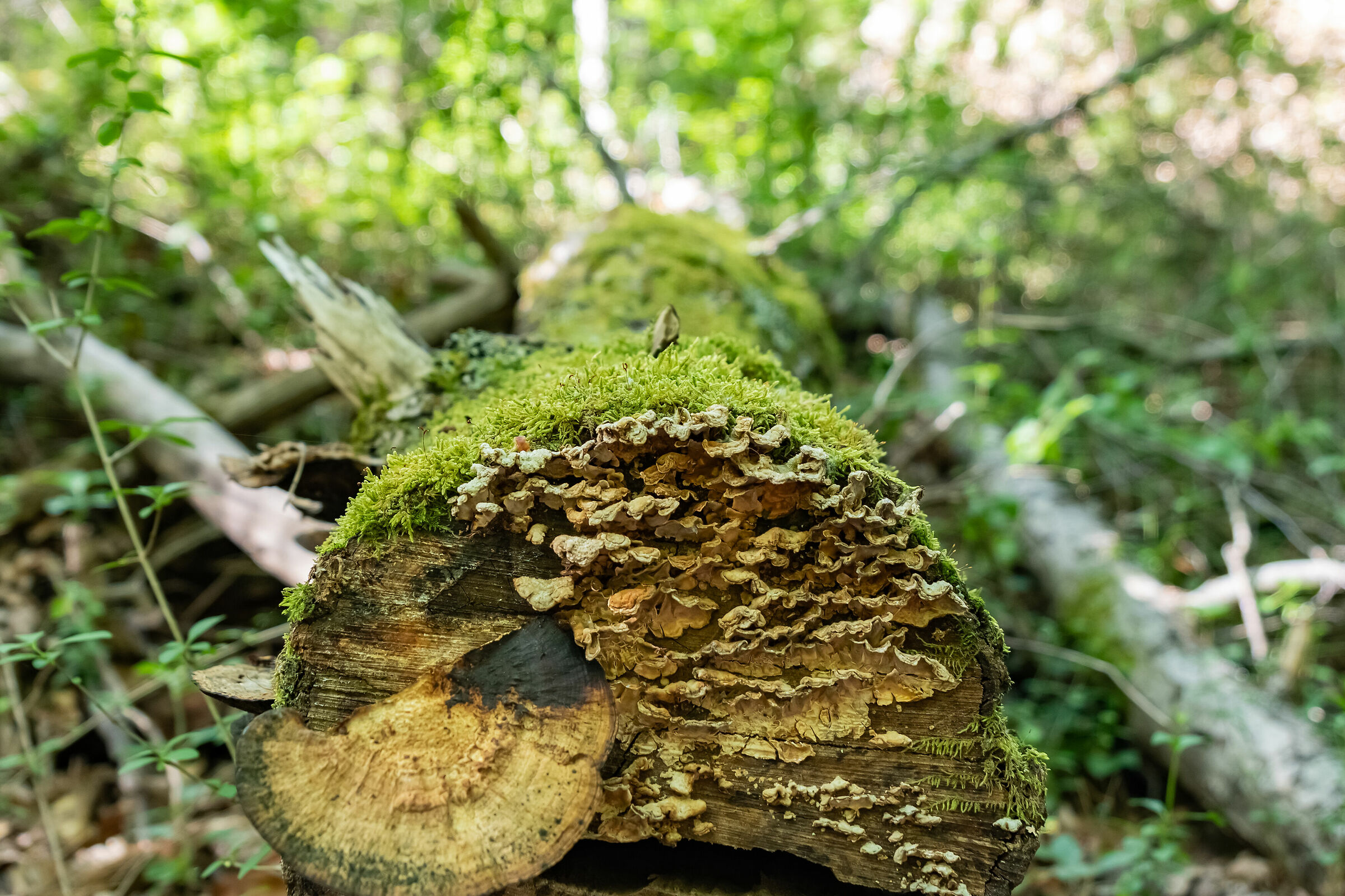 Tentativo di effetto sfuocato