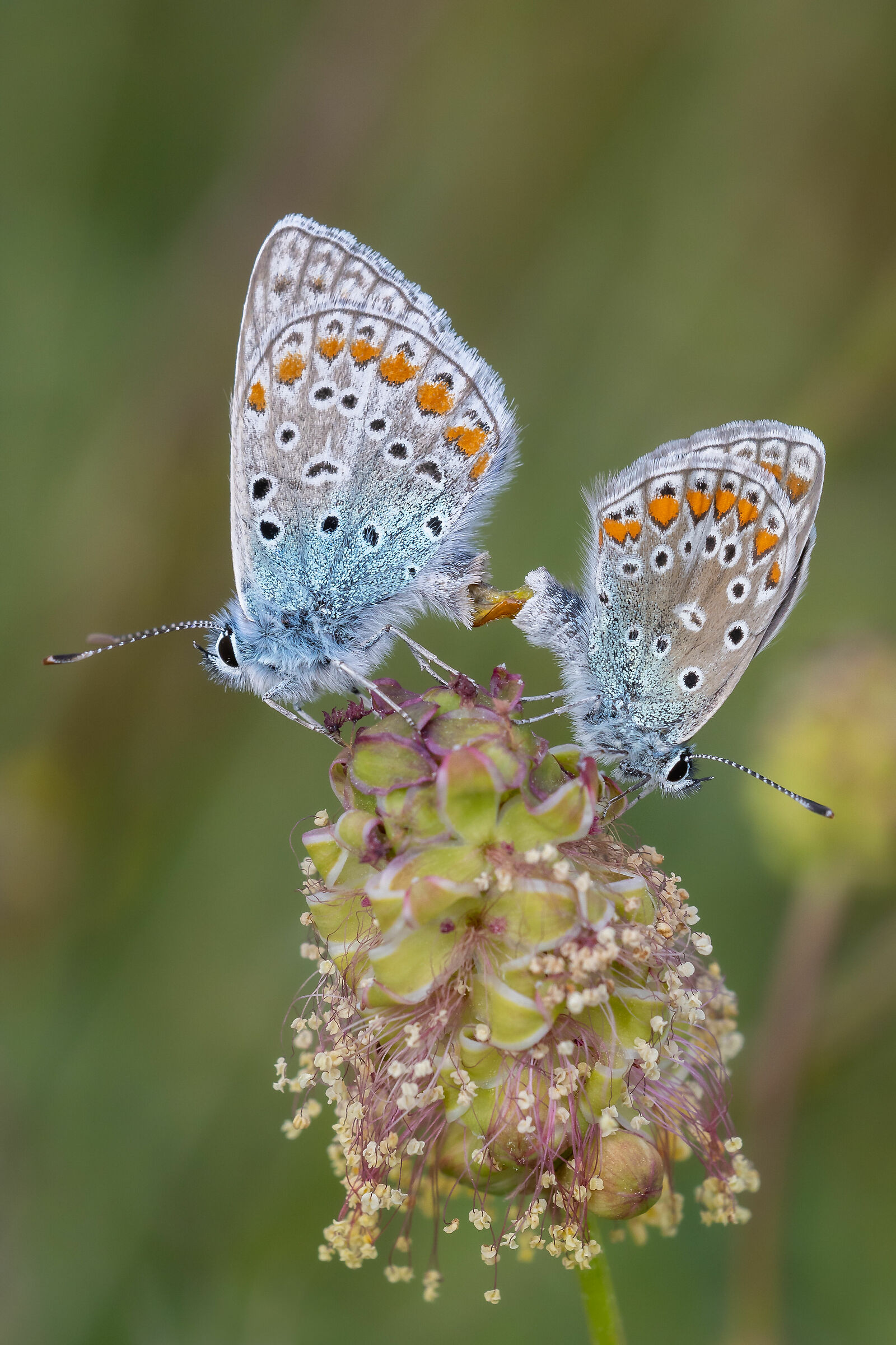 Accoppiamento di Icaro
