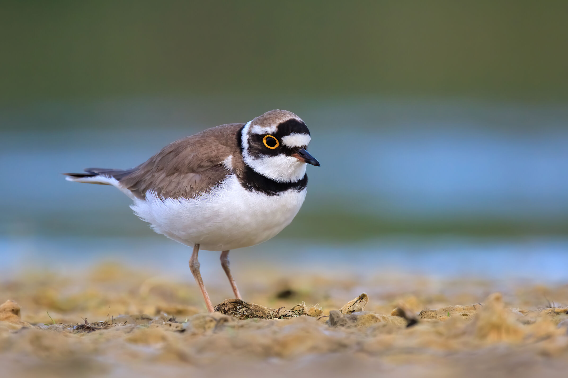 Small courier in diffuse light